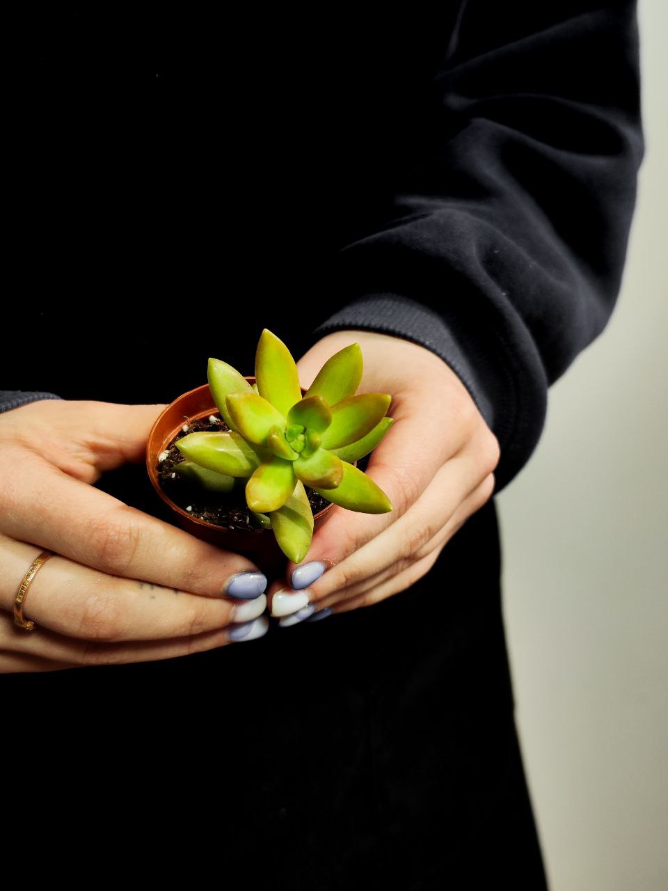 Седум Адольфа Одиночный (Sedum Adolphii) D5см