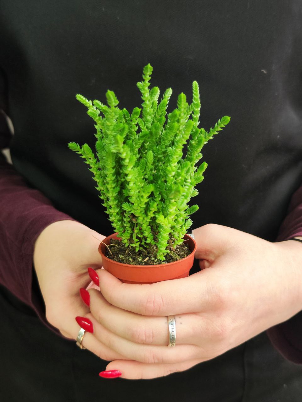 Крассула Плауновидная (Crassula lycopodioides) D5см