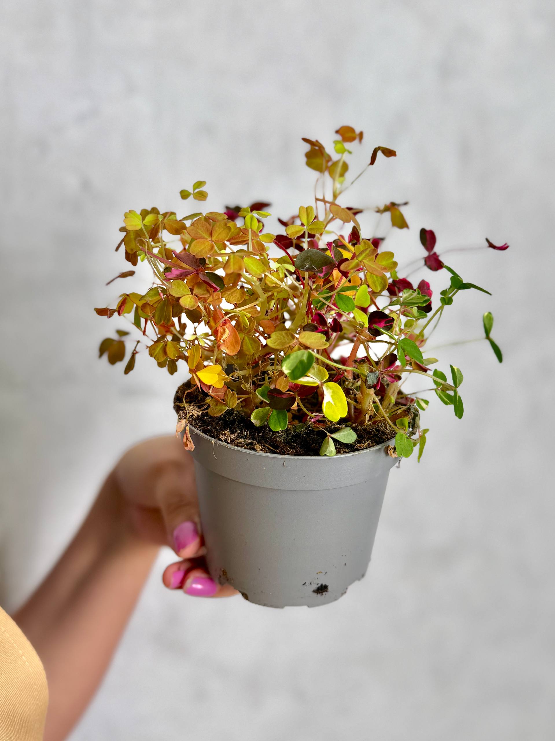 Оксалис Голд, Кислица (Oxalis Gold) D10см