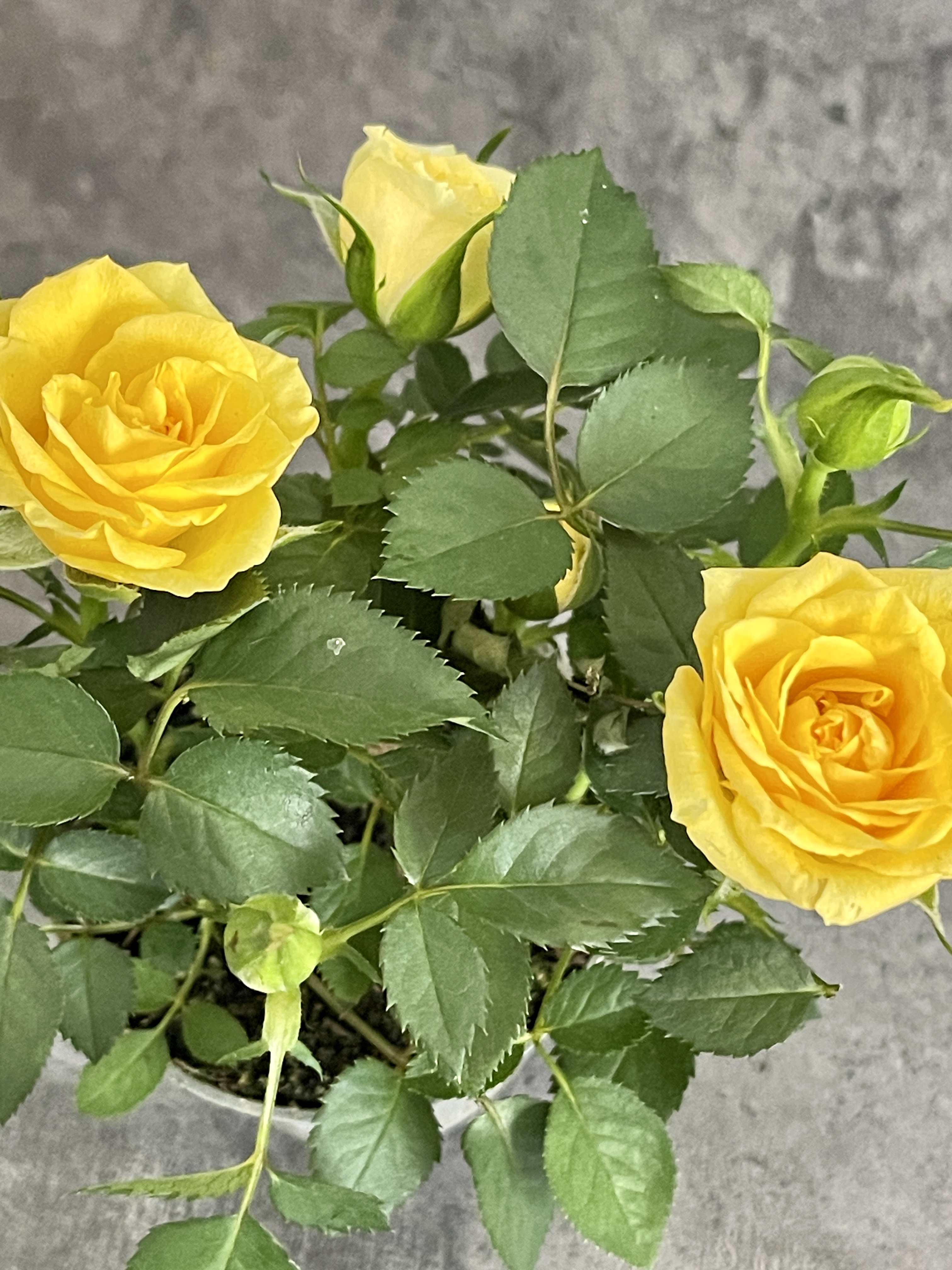 Роза Даника комнатная желтая (Rosa Danica "Yellow") D6см