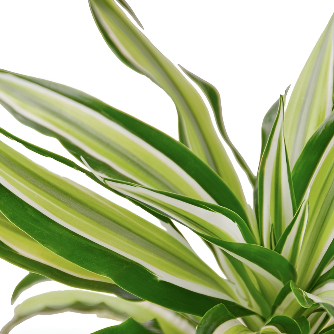 Драцена Фрагранс Малайка (Dracaena Dragontree Malaika) D12см