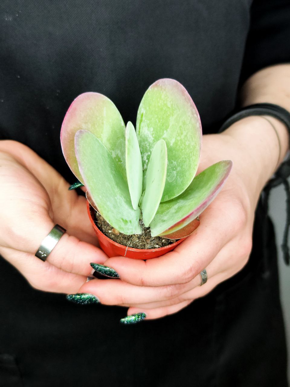 Каланхоэ Тирсифлора Ред Липс (Kalanchoe Thyrsiflora Red Lips) D5см
