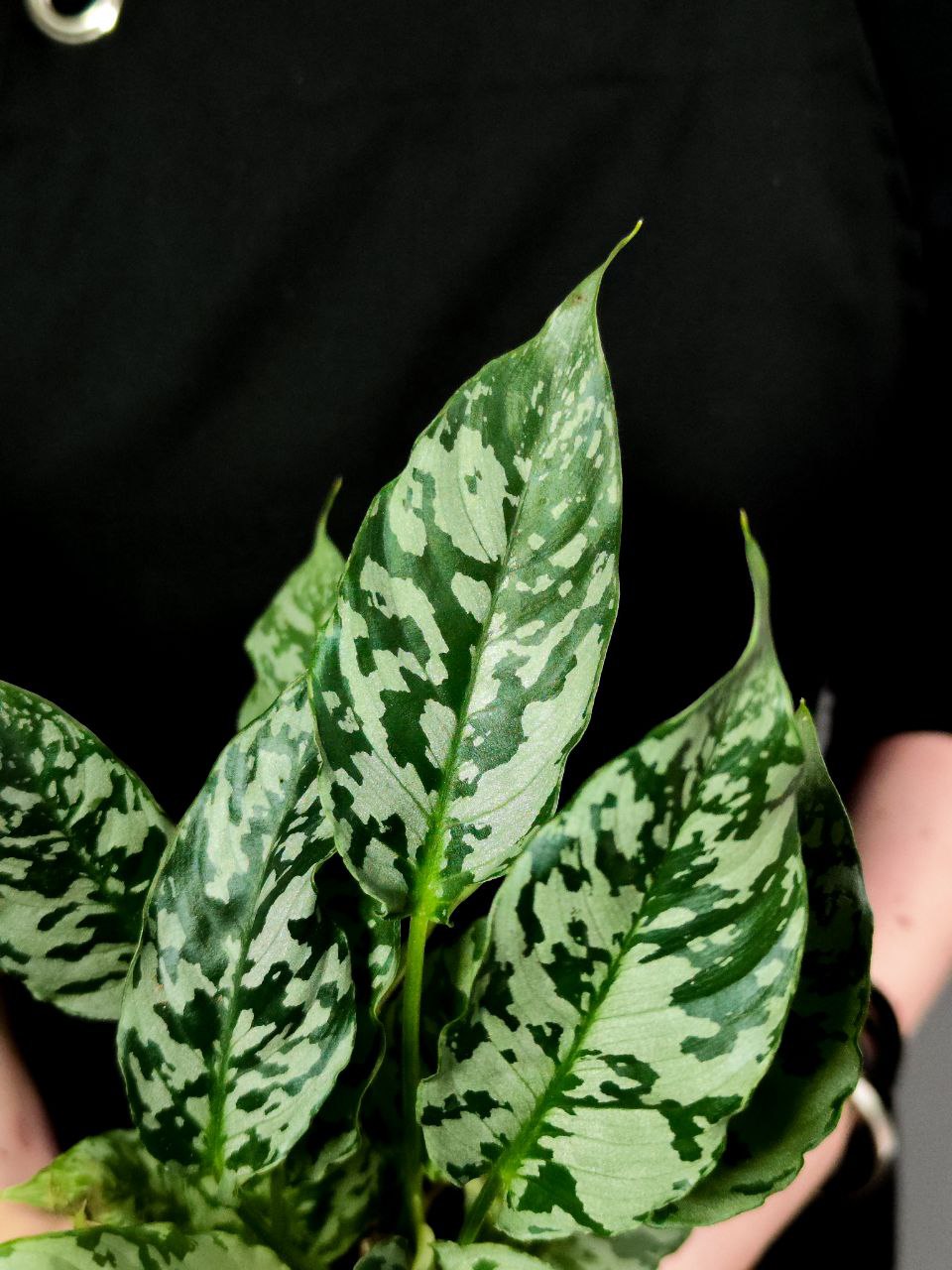 Шизматоглоттис Таиланд (Schismatoglottis Sp. EX Thailand) D10см