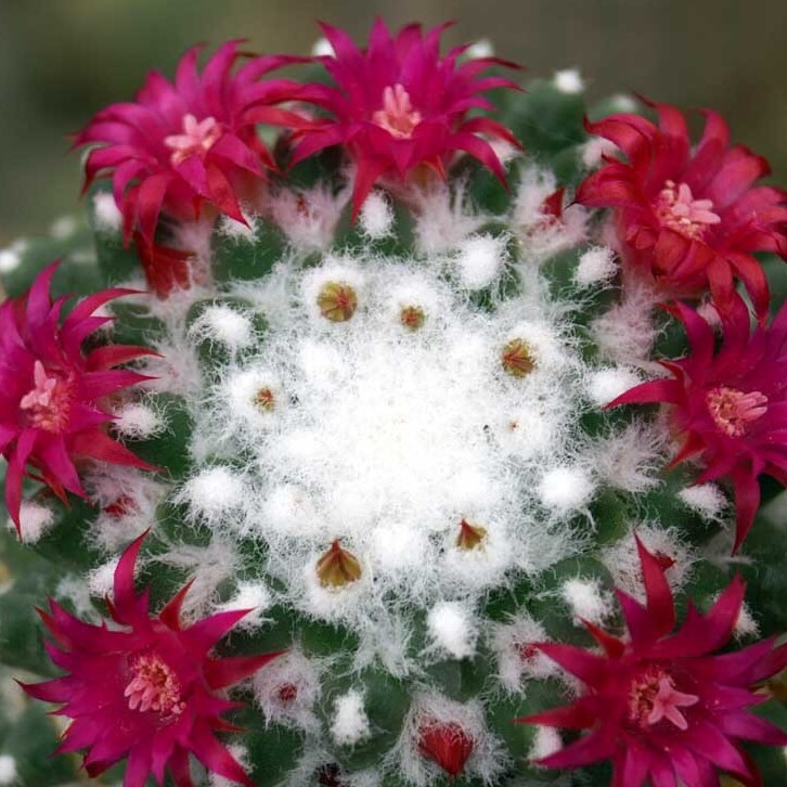Маммиллярия Толука (Mammillaria Toluca) D5см