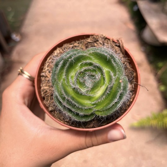Крассула Капителла Сетоза Туррита (Crassula Capitella Setosa Turrita) D8см