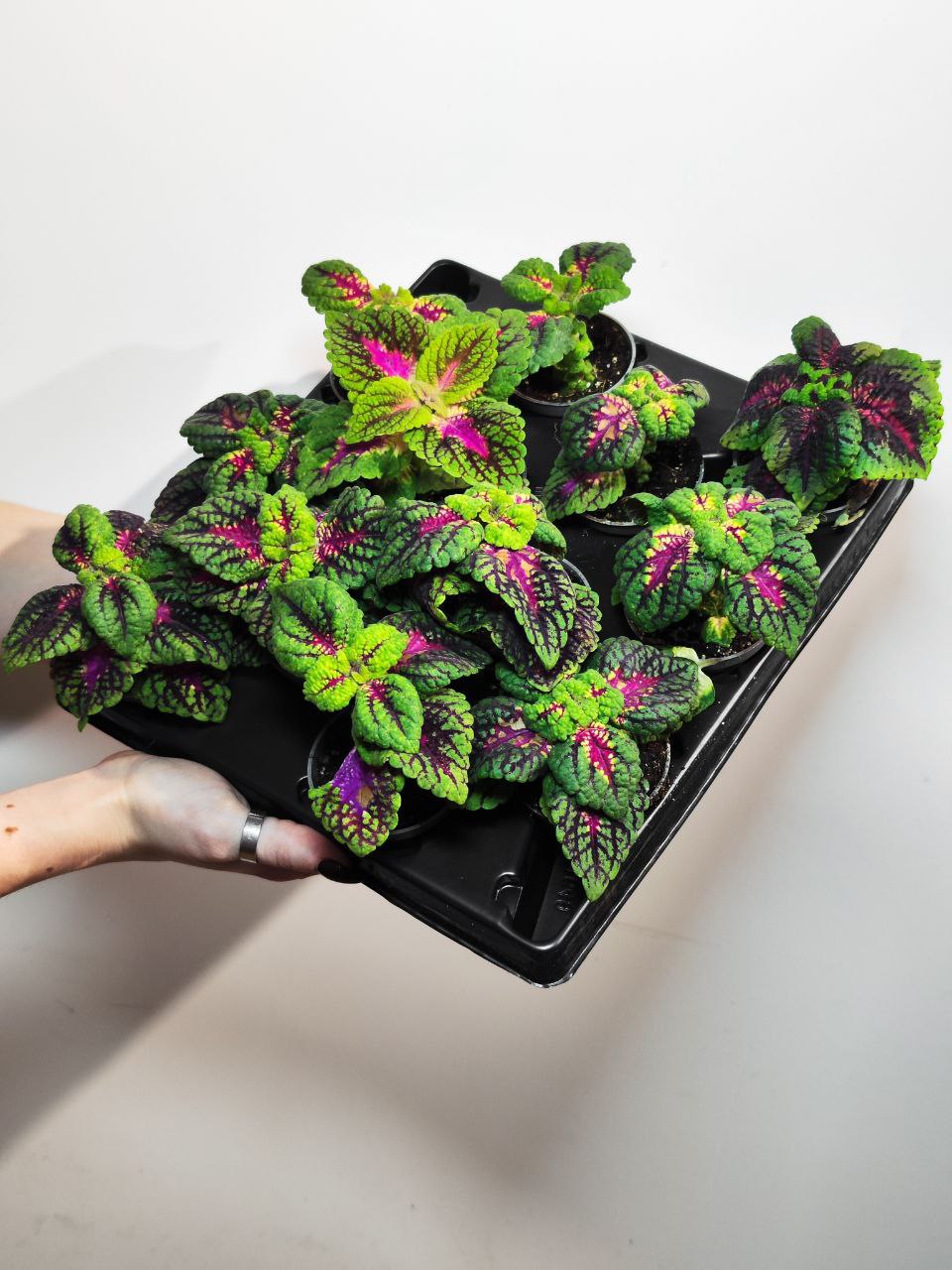 Колеус Блюме Конг Роуз (Coleus Kong Junior Rose) D6см