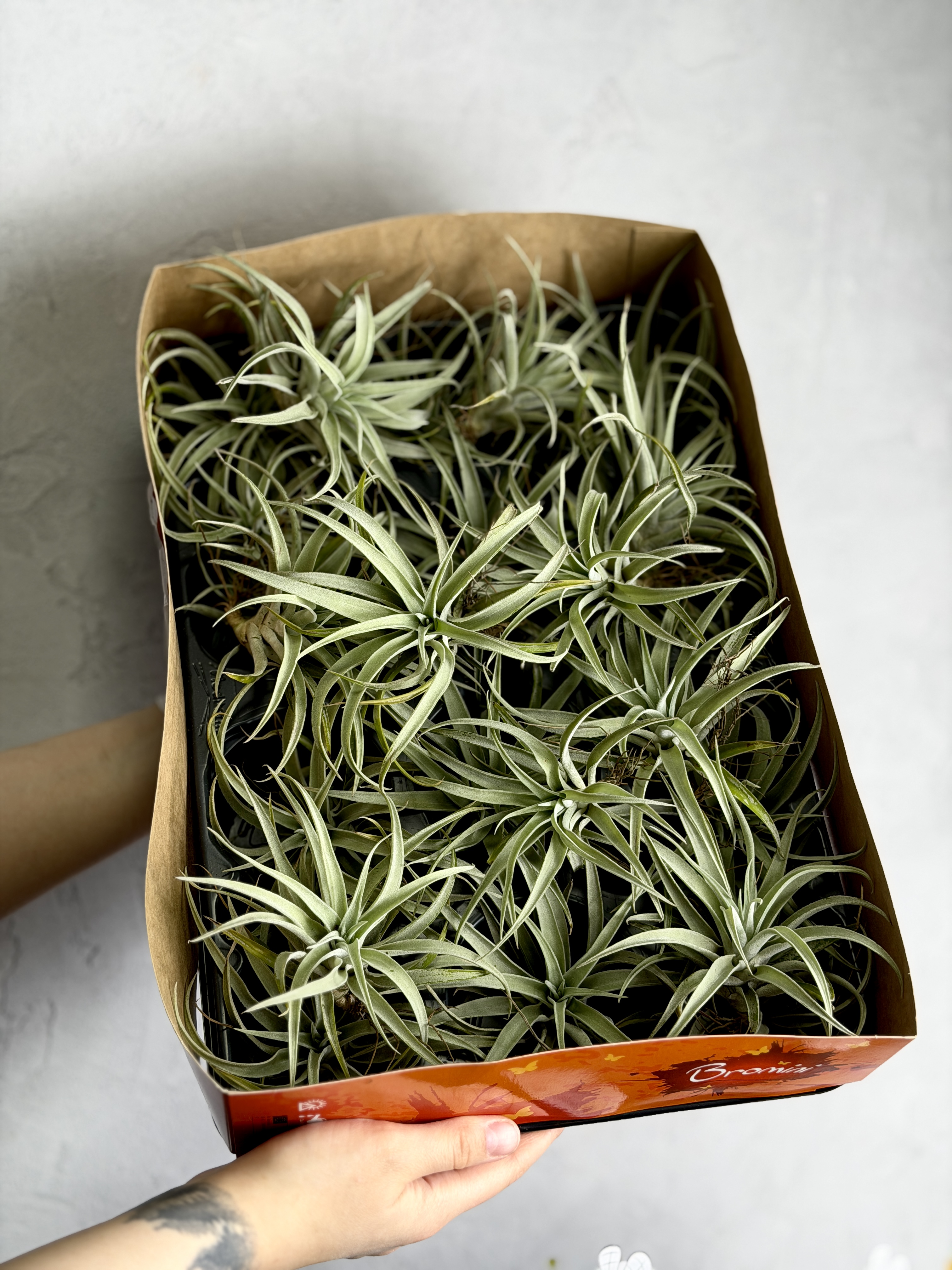 Тилландсия Капитата Пинч (Tillandsia Capitata Peach)