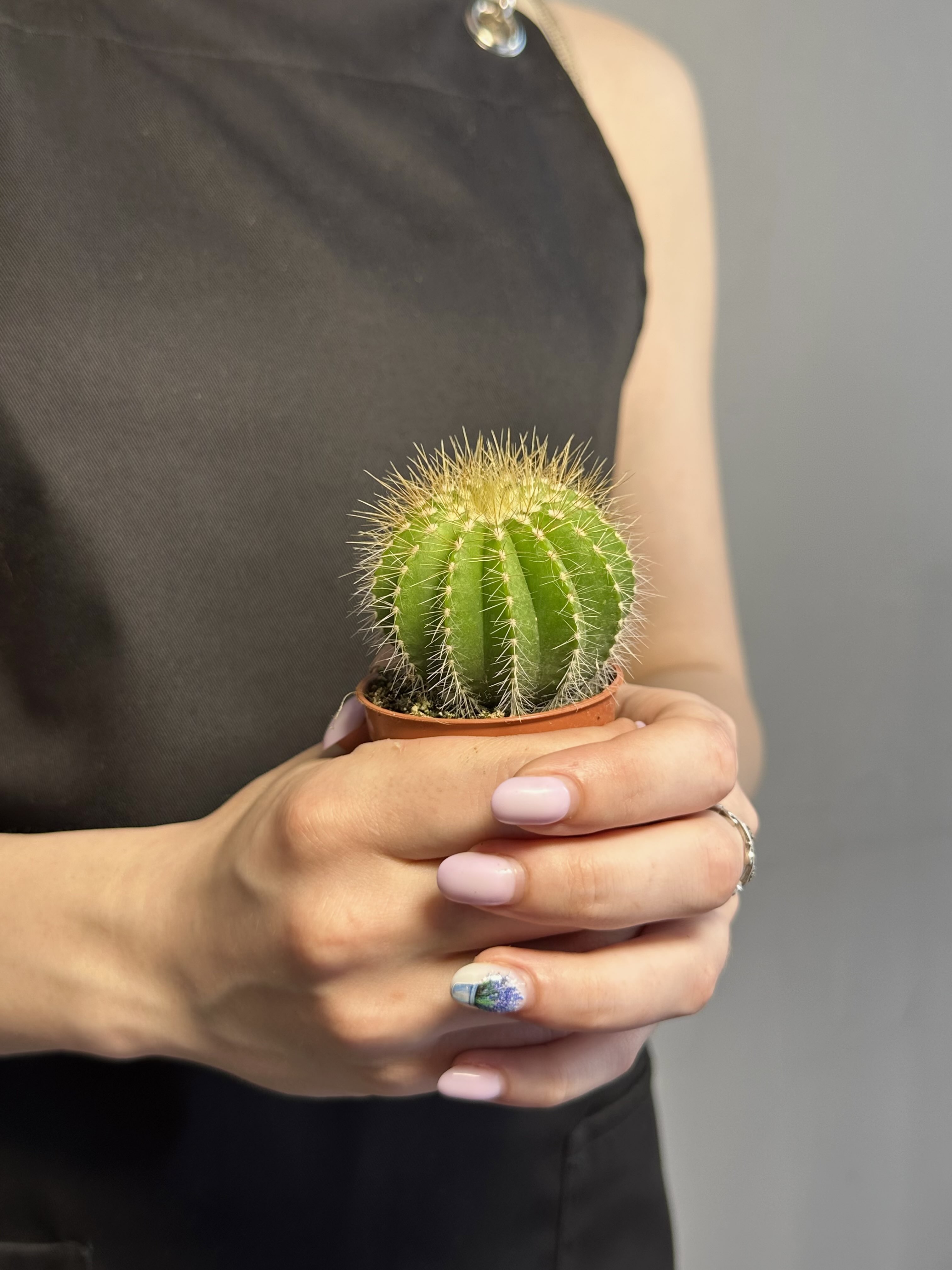 Нотокактус Магнификус (Notocactus Magnificus) D5см