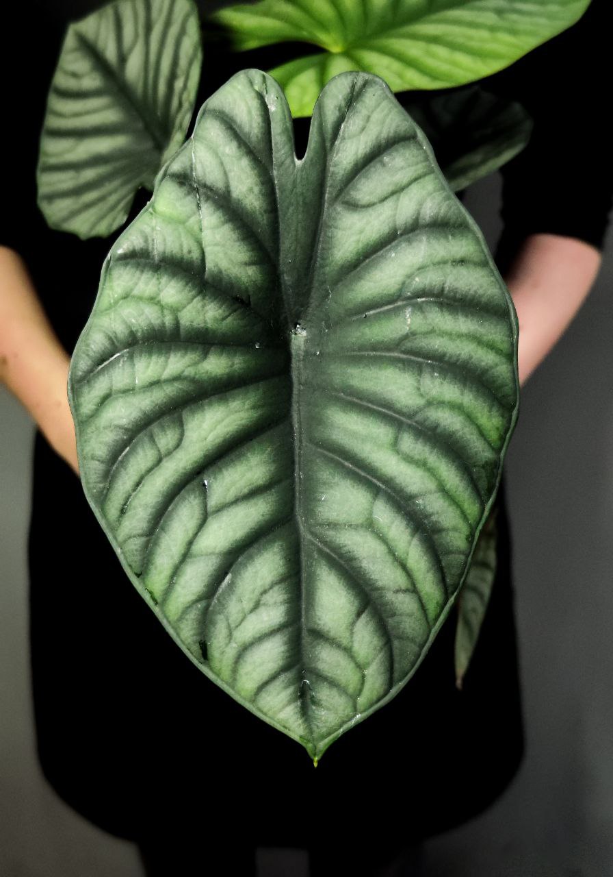 Алоказия Небула Империалис (Alocasia Nebula Imperialis) D12см