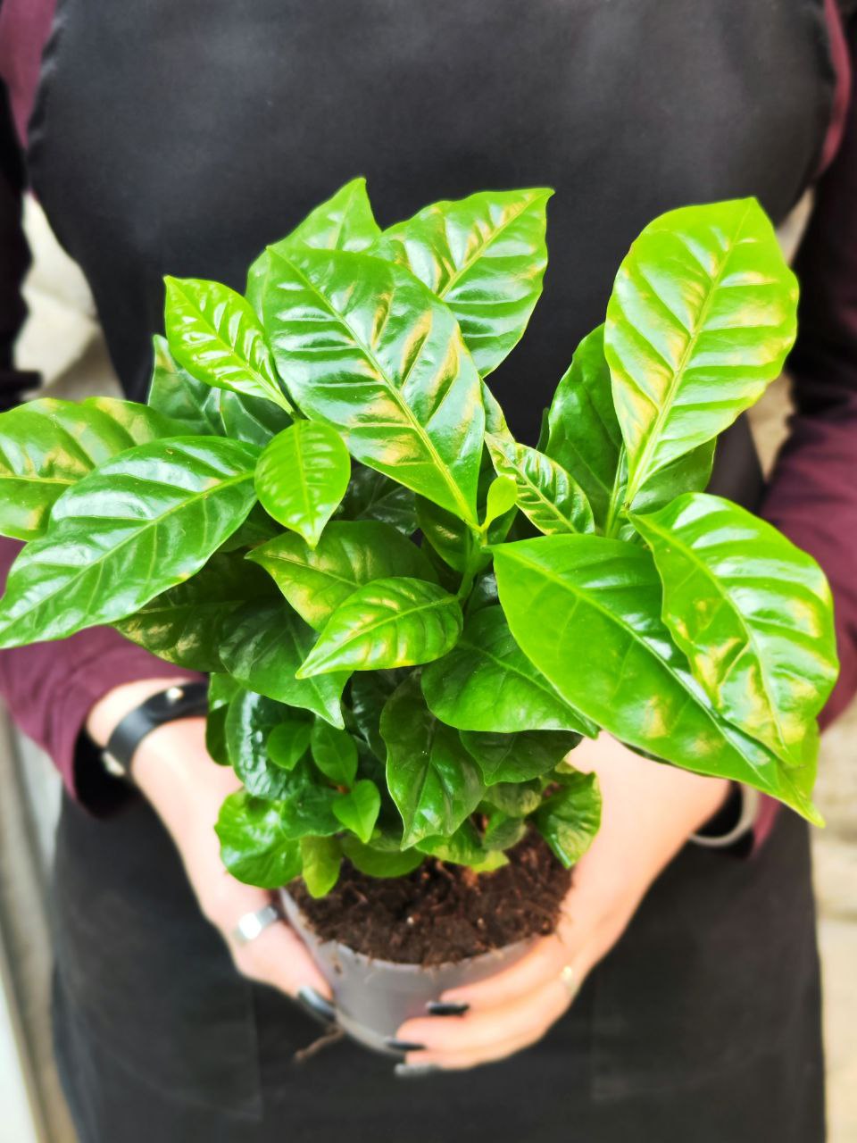 Кофейное Дерево Арабика (Coffea Arabica) D11см