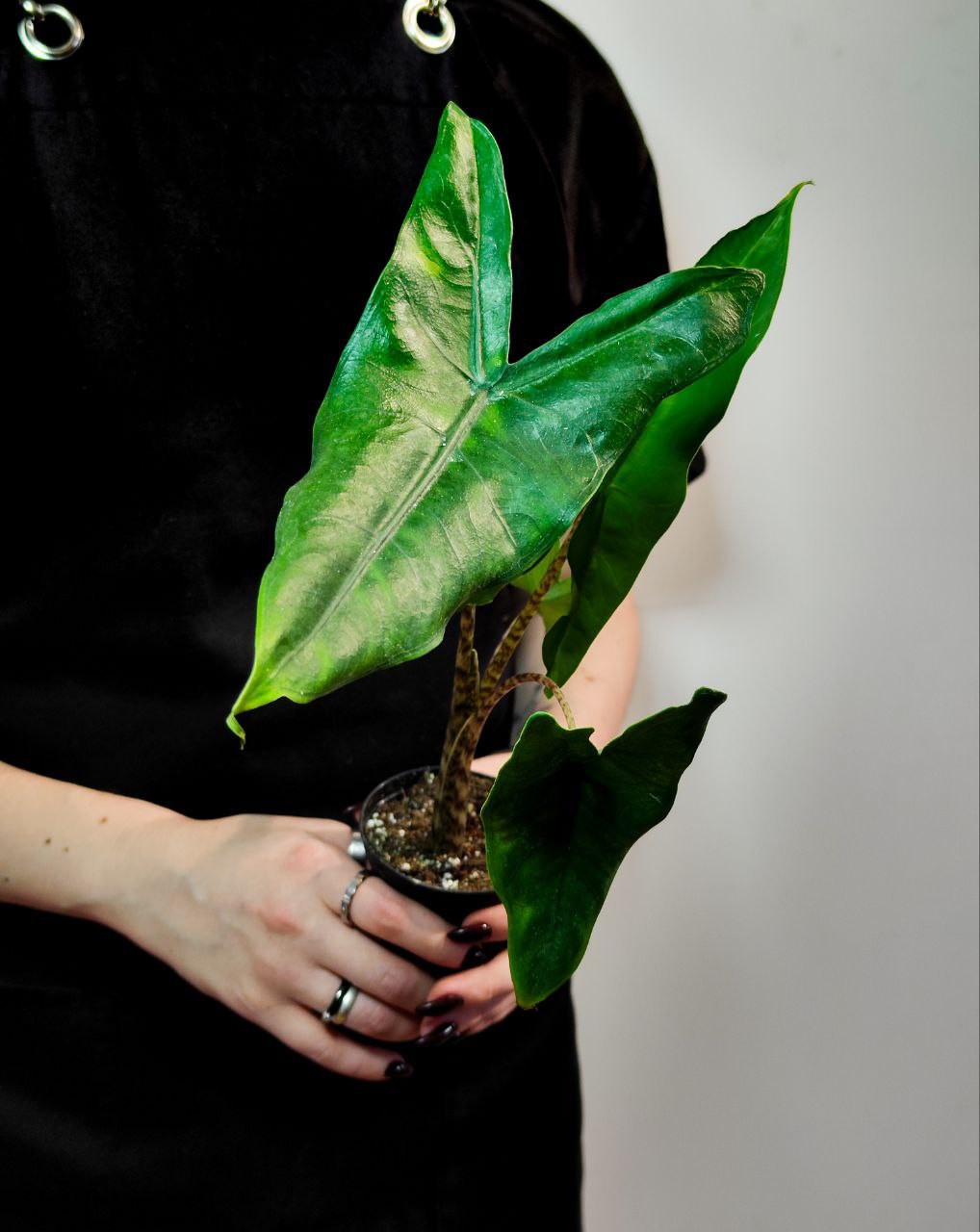 Алоказия Зебрина (Alocasia Zebrina) D6см