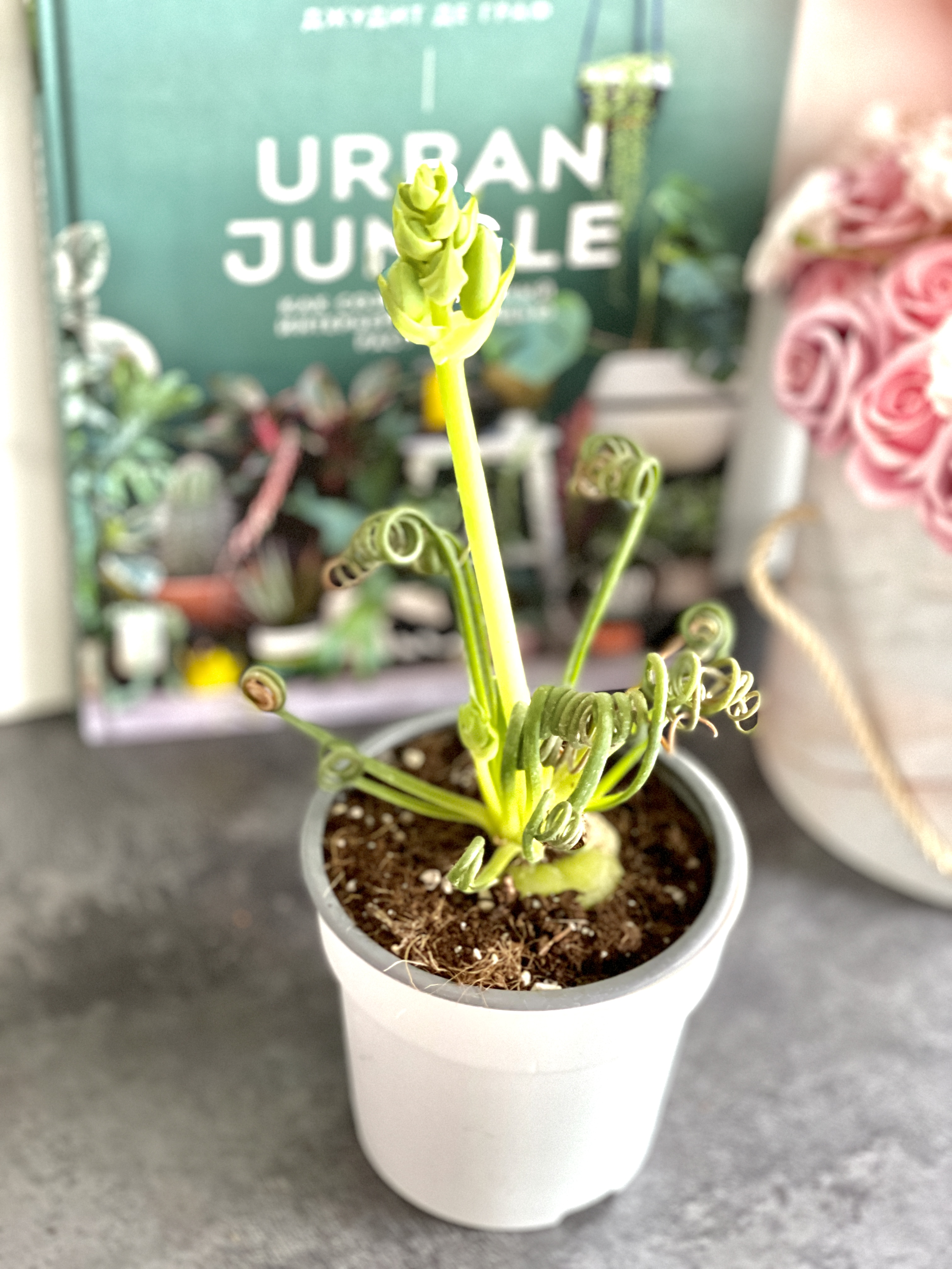 Альбука Спиральная (Albuca Spiralis) D12см