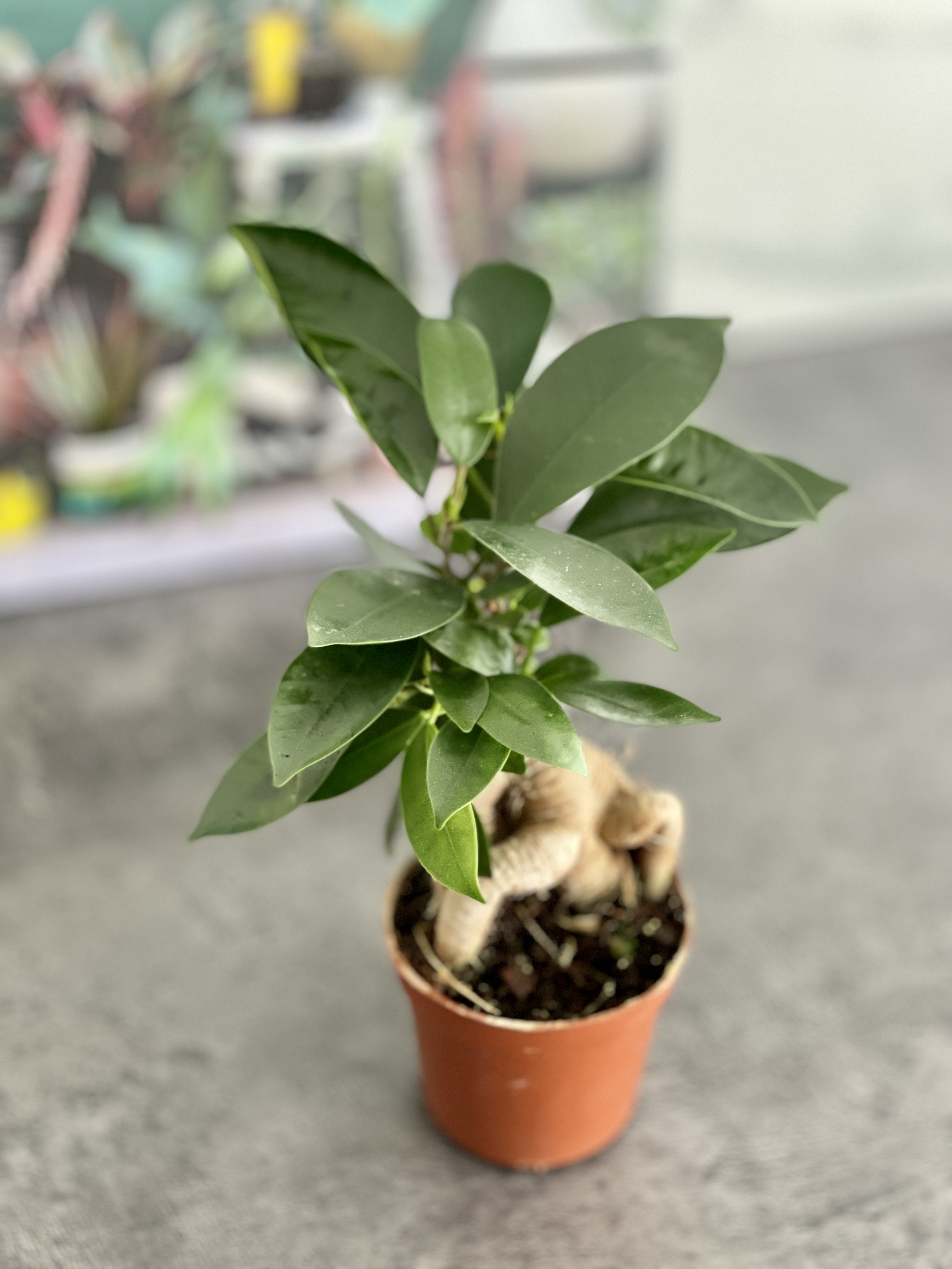 Фикус Гинсенг, или Фикус Женьшень (Ficus Ginseng) D7см