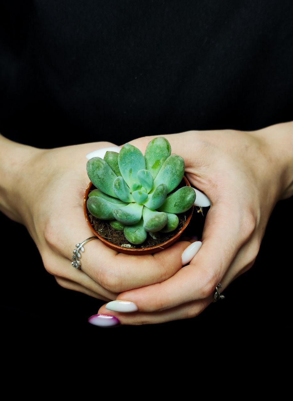Пахиверия Клавифолия (Pachyveria Clavifolia) D5см