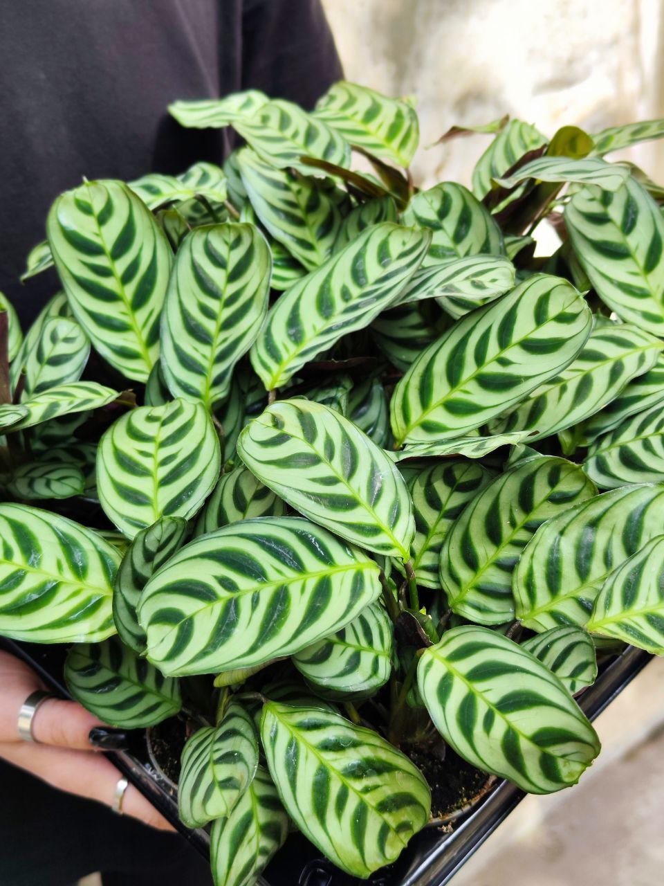 Маранта Беложилковая Амирабилис (Maranta Leuconeura Amabilis) D6см