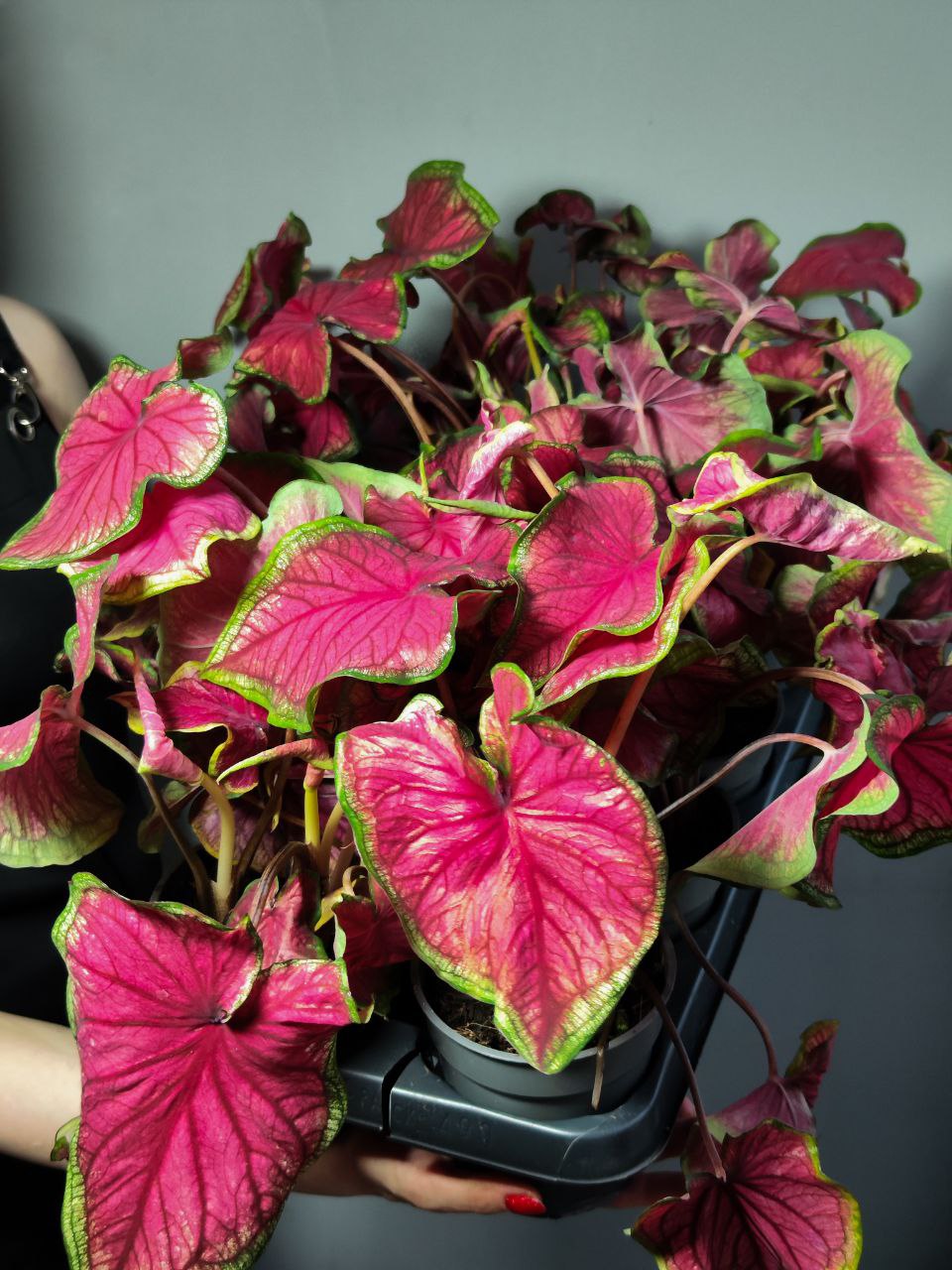 Каладиум Биколор Возлюбленная Флорида (Caladium Bicolor Florida Sweetheart) D12см