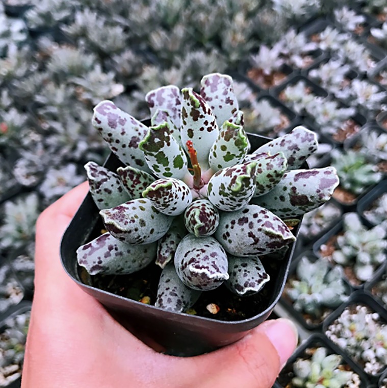 Адромискус Грей (Adromischus Grey) D5см