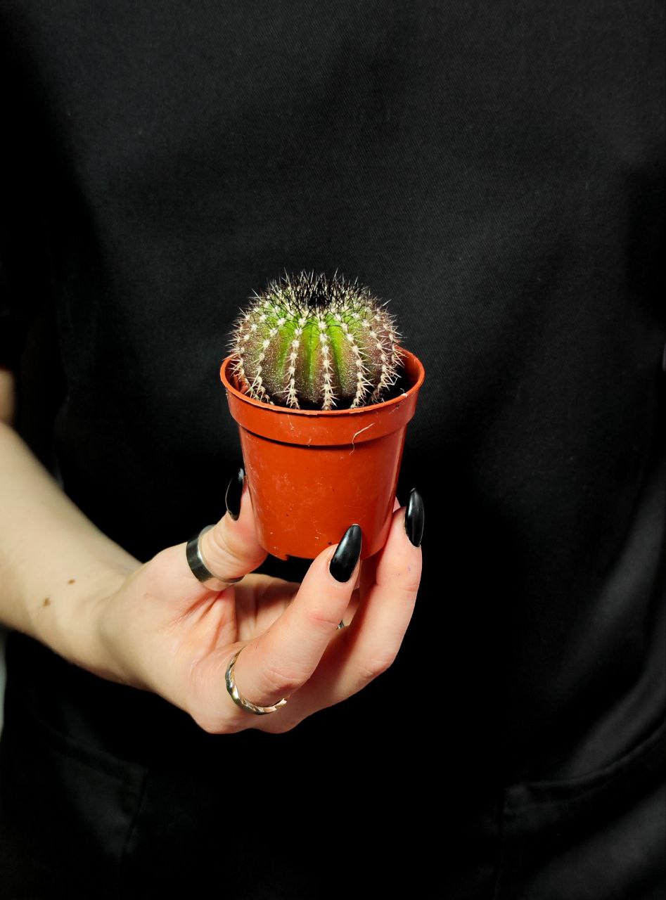 Нотокактус Юбельмания Пектинифера (Notocactus Uebelmannianus Pectinifera) D5см