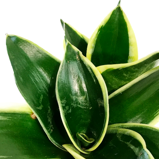 Сансевиерия Ханни Пагода (Sansevieria Hahnii Pagoda) D6см