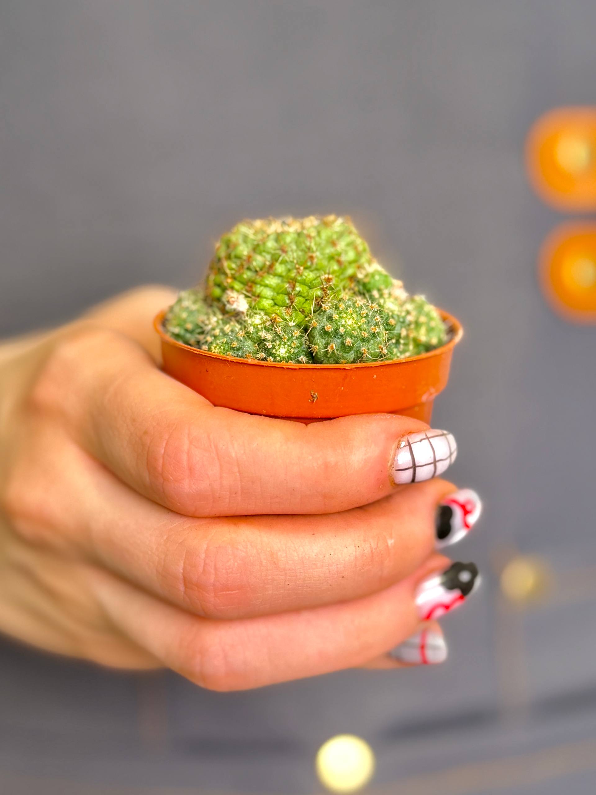 Ребуция Албиареолата, или Белоареоловая (Rebutia Albiareolata) D5см