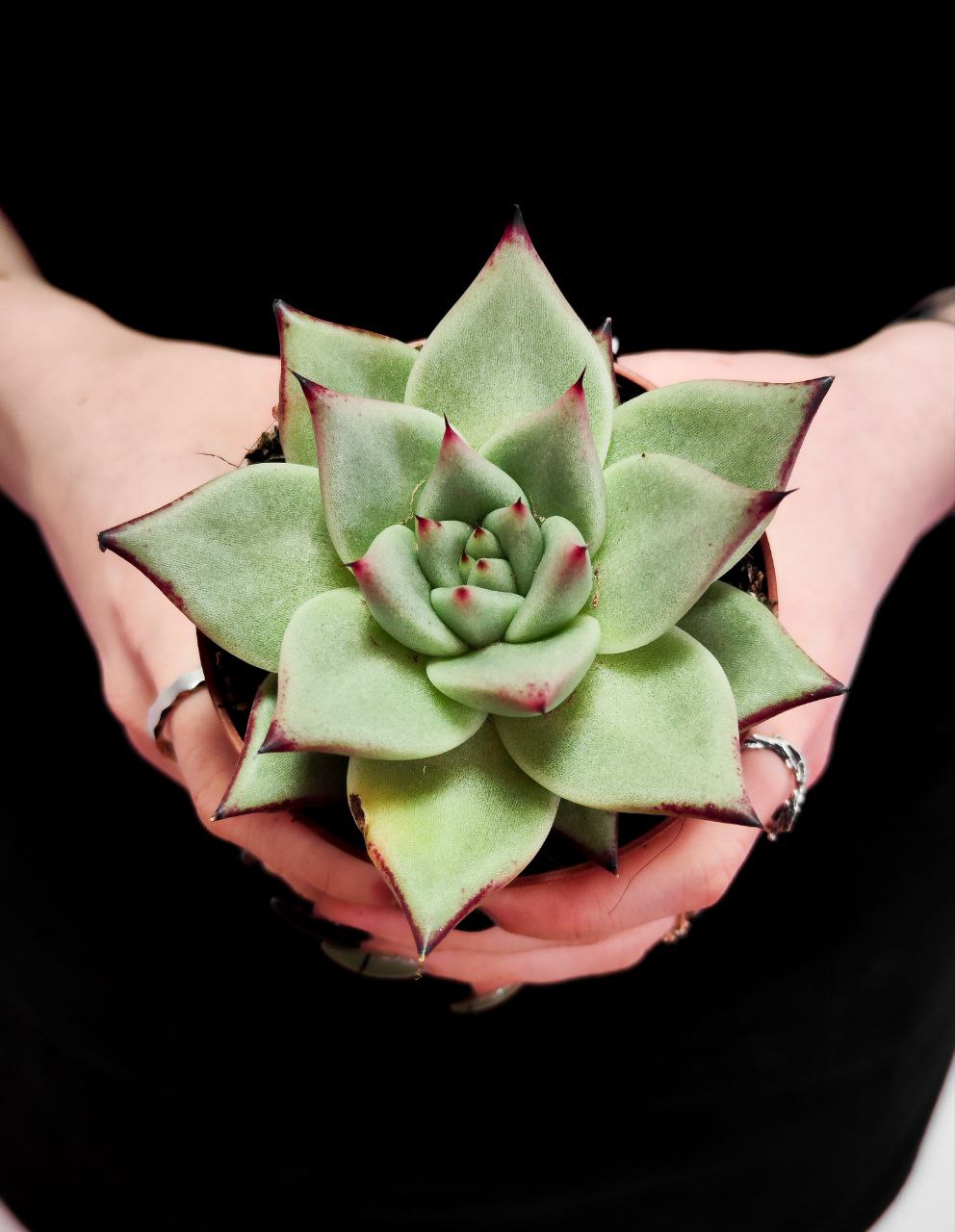 Эхеверия Агавоидес Эбони (Echeveria Agavoides Ebony) D8см