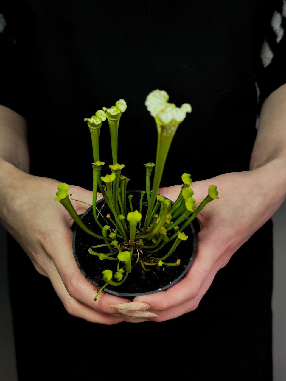 Саррацения Фарнхами Белая (Sarracenia White Farnhamii) D9см