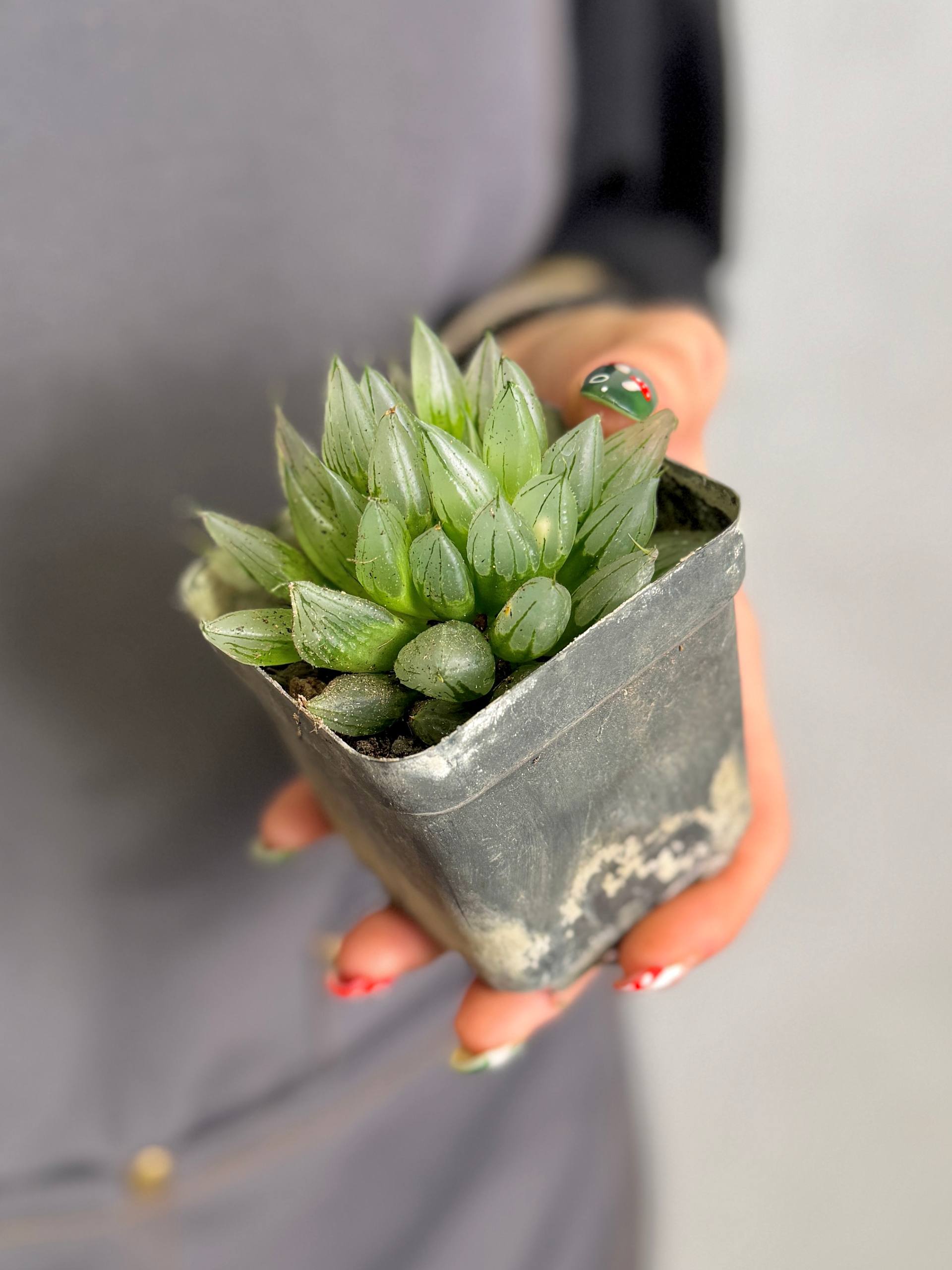 Хавортия Магнифика Атрофуска (Haworthia Magnifica var. Atrofusca) D7см
