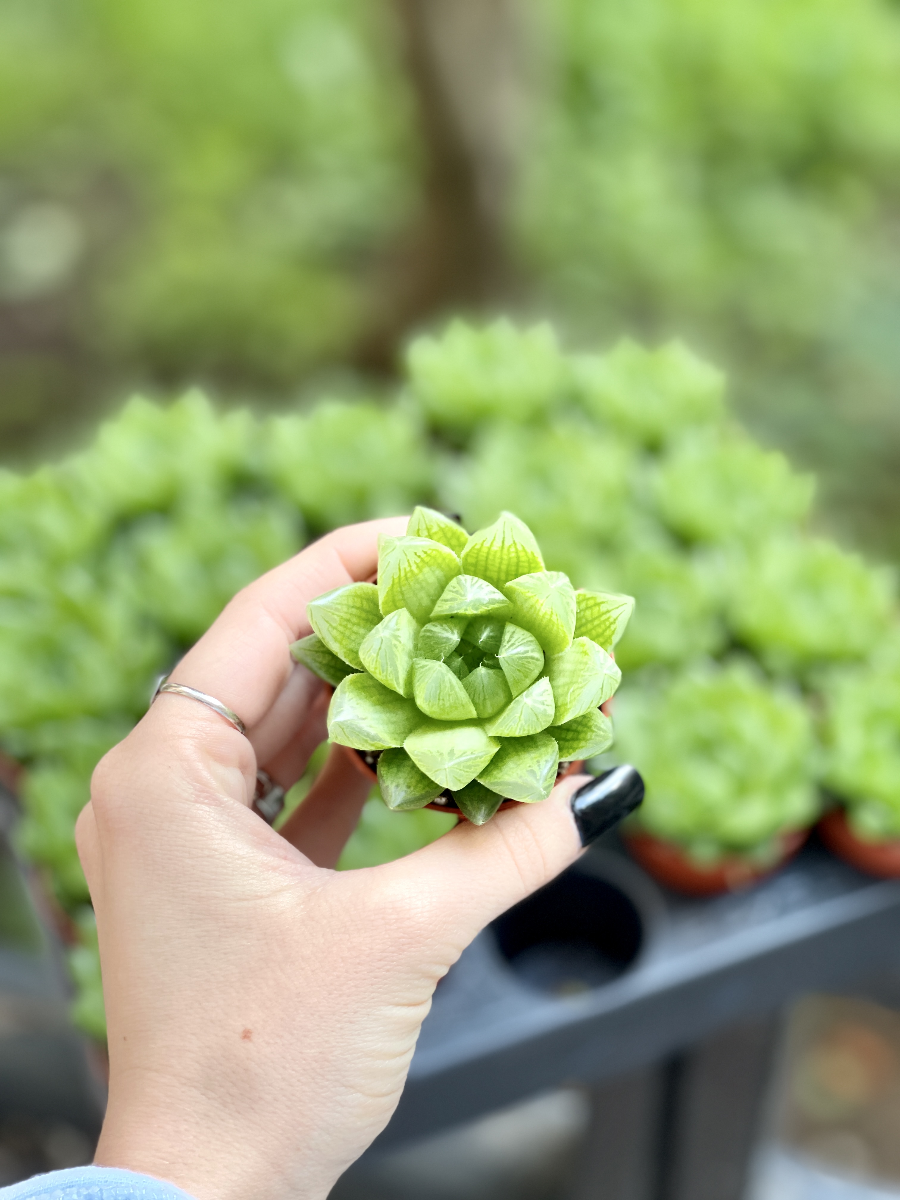 Хавортия Купера Пиктурата (Haworthia Cooperi var. Picturata) D5см