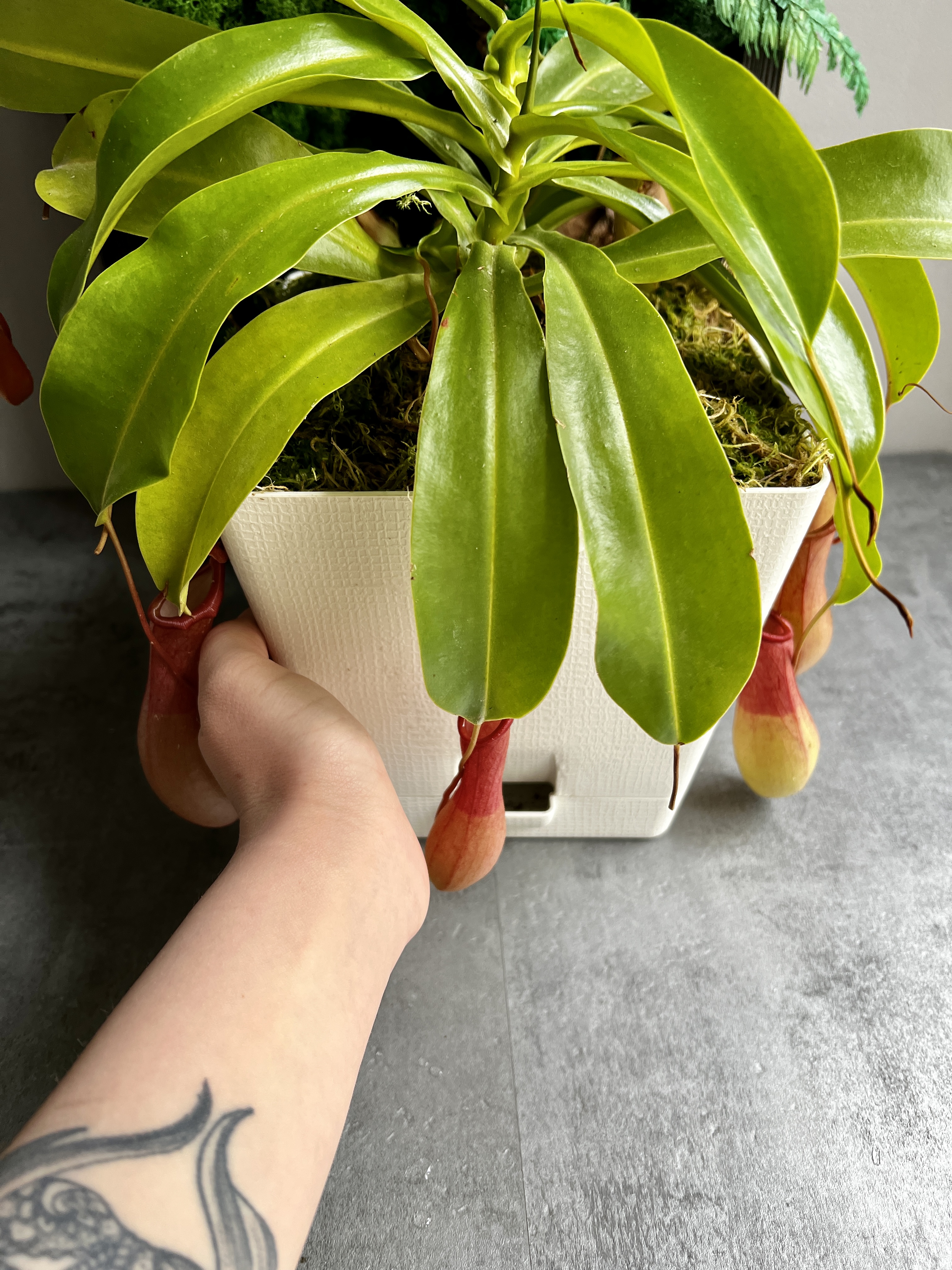 Непентес Вентрата (Nepenthes Ventrata) пересаженный D17см