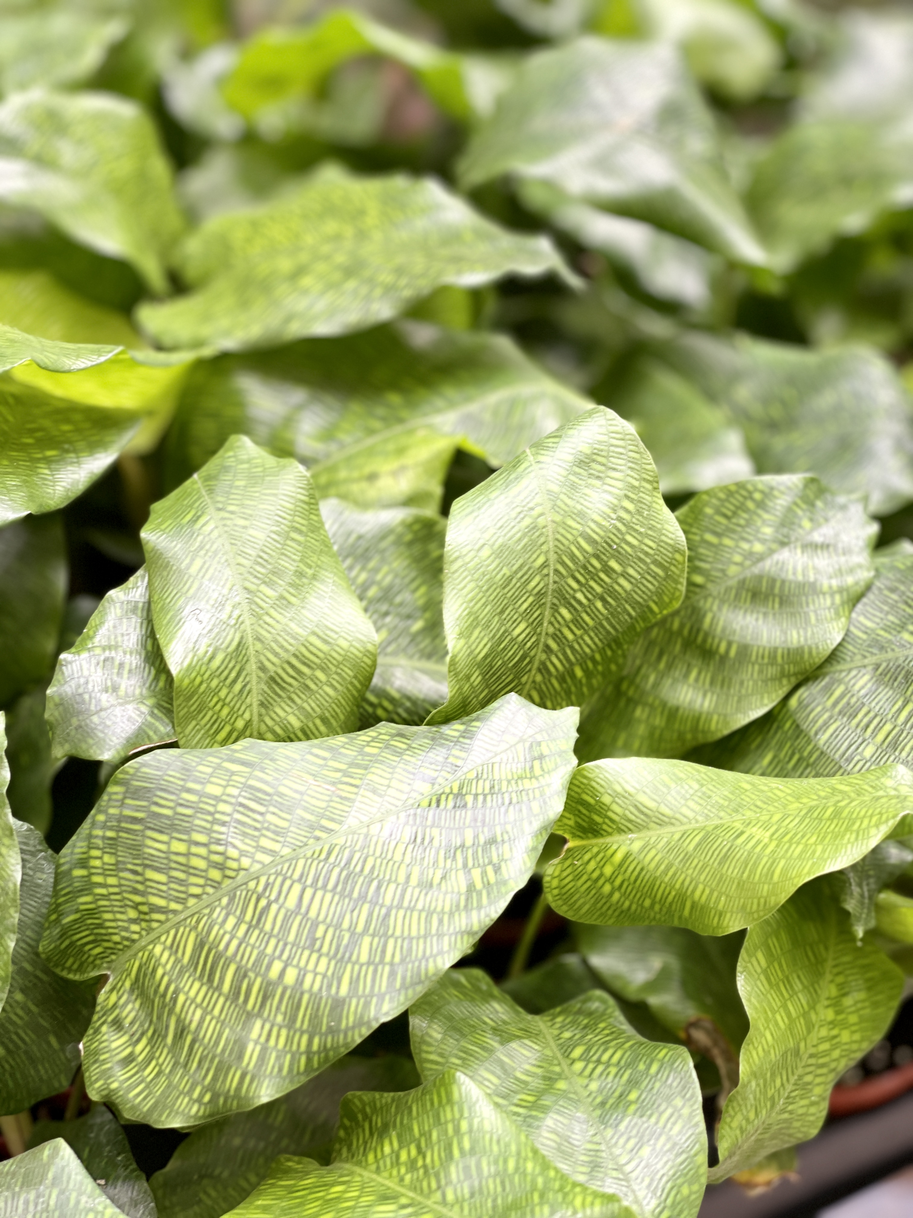 Калатея Нетворк (Calathea Network) D7см