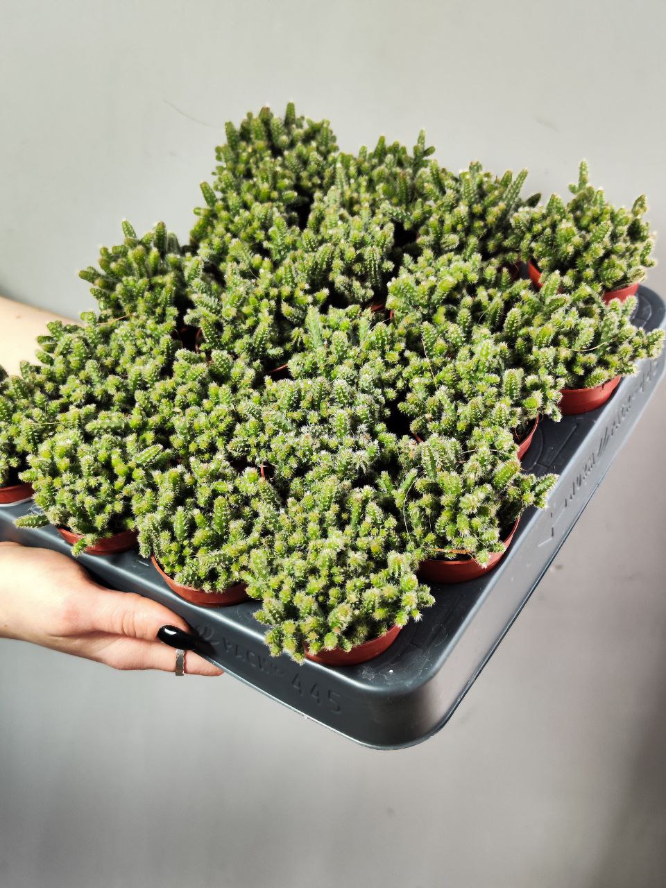 Рипсалис Бацифера Хоррида (Rhipsalis Horrida) D5см