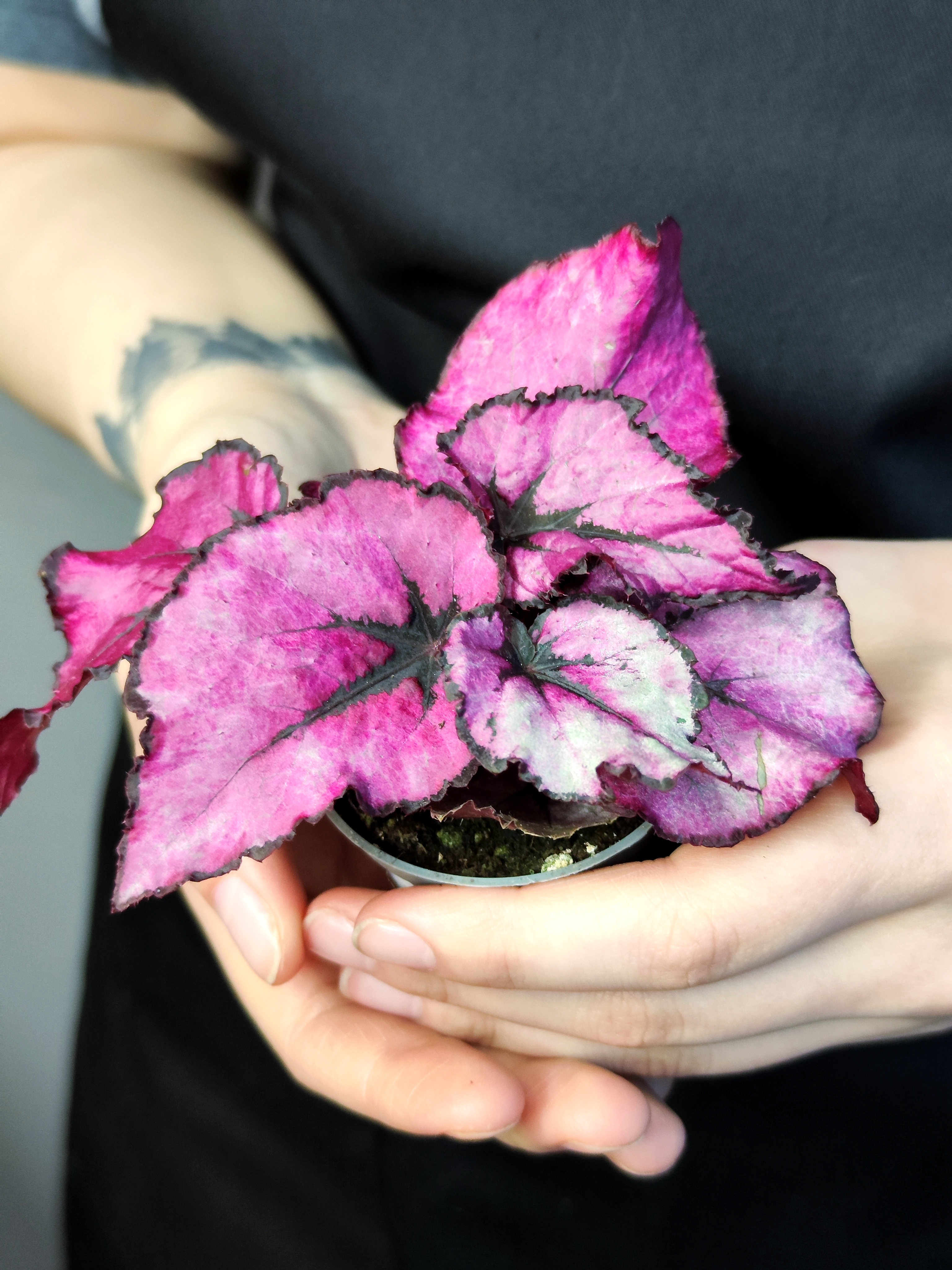Бегония Индийское Лето, или Индиан Саммер (Begonia Beleaf Indian Summer) D6см