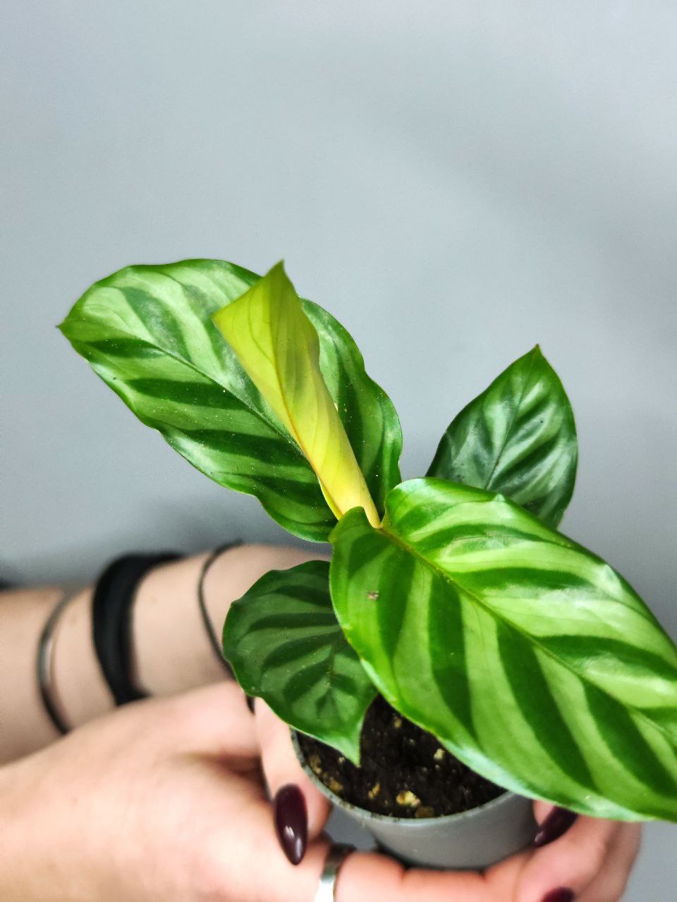 Калатея Фредди (Calathea Freddie) D6см