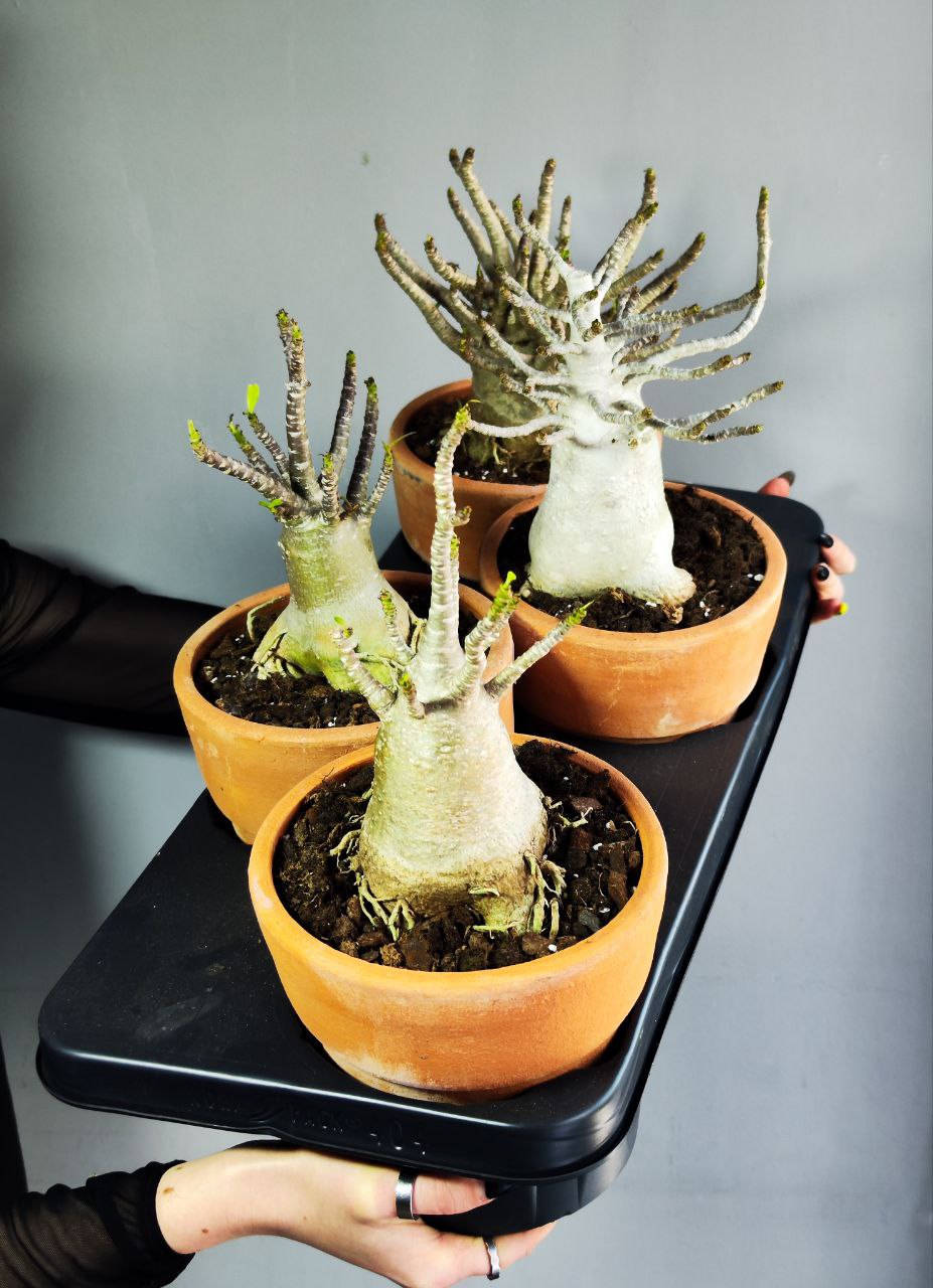 Адениум Ансу Баобаб (Adenium Ansu Baobab) D15см