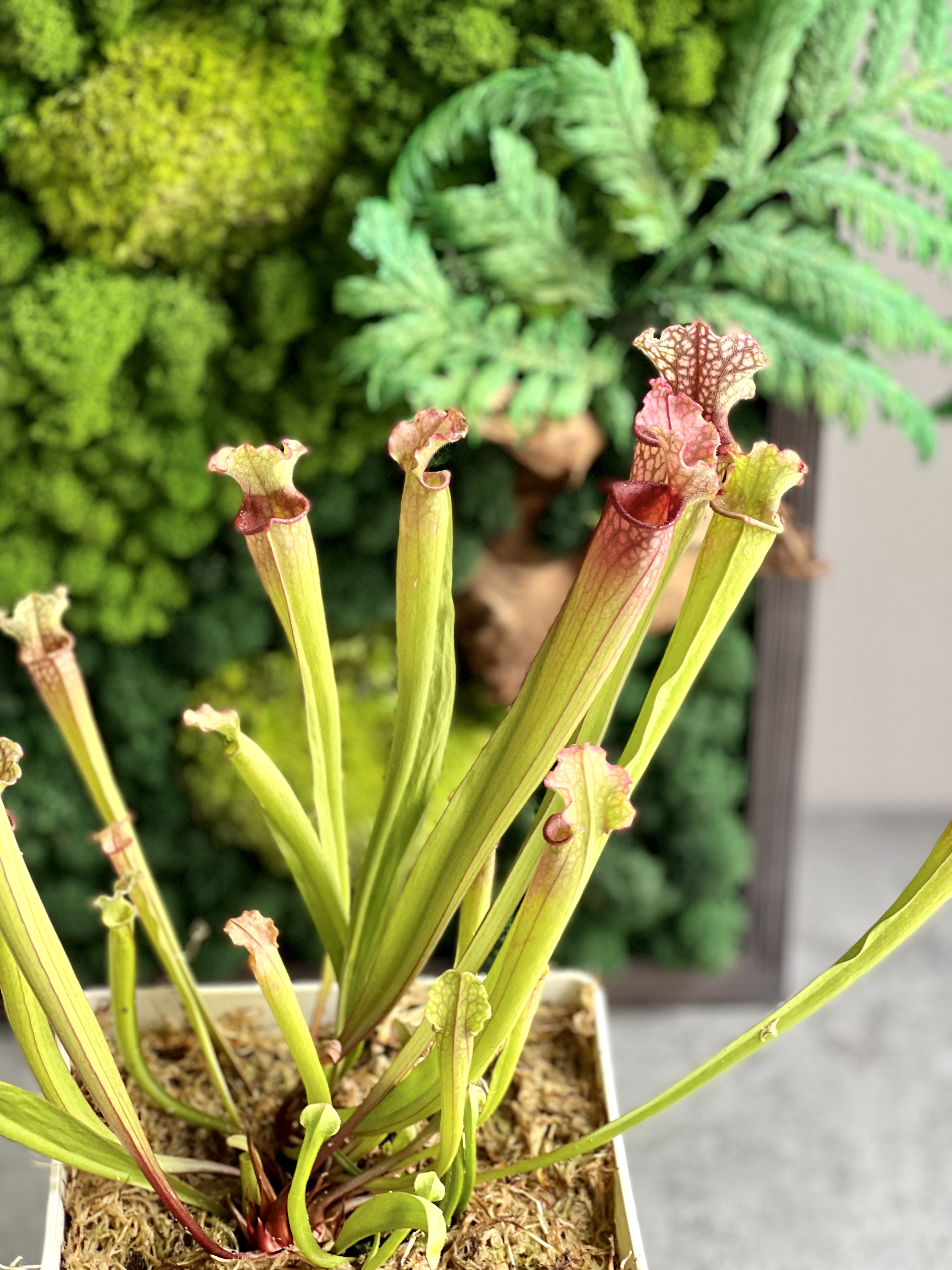 Саррацения Стивенси  (Sarracenia Stevensii) пересаженная D15см