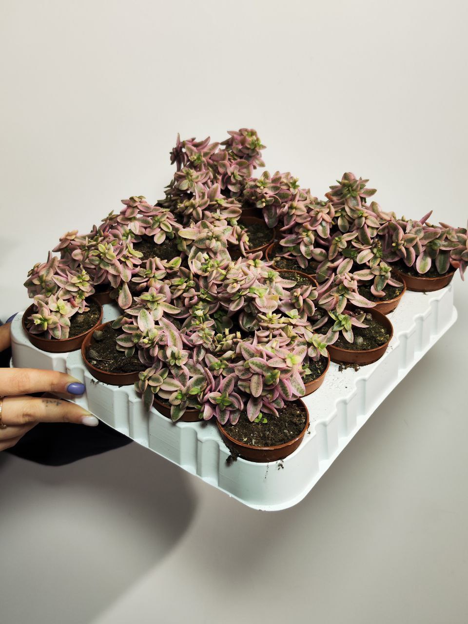Крассула Капителла Розеа (Crassula Capitella Rosea) D5см