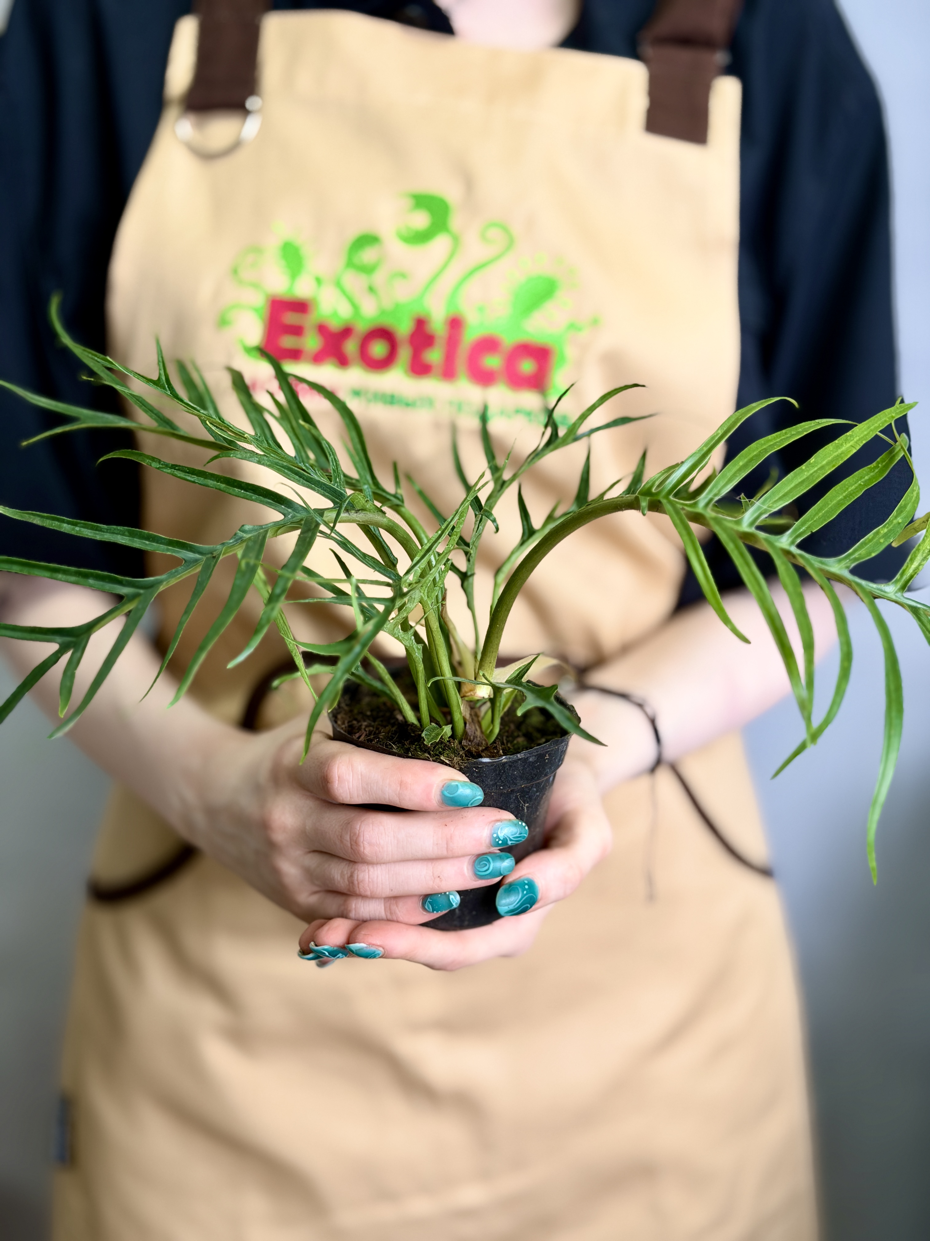 Филодендрон Элеганс Тортум (Philodendron Tortum) D11см