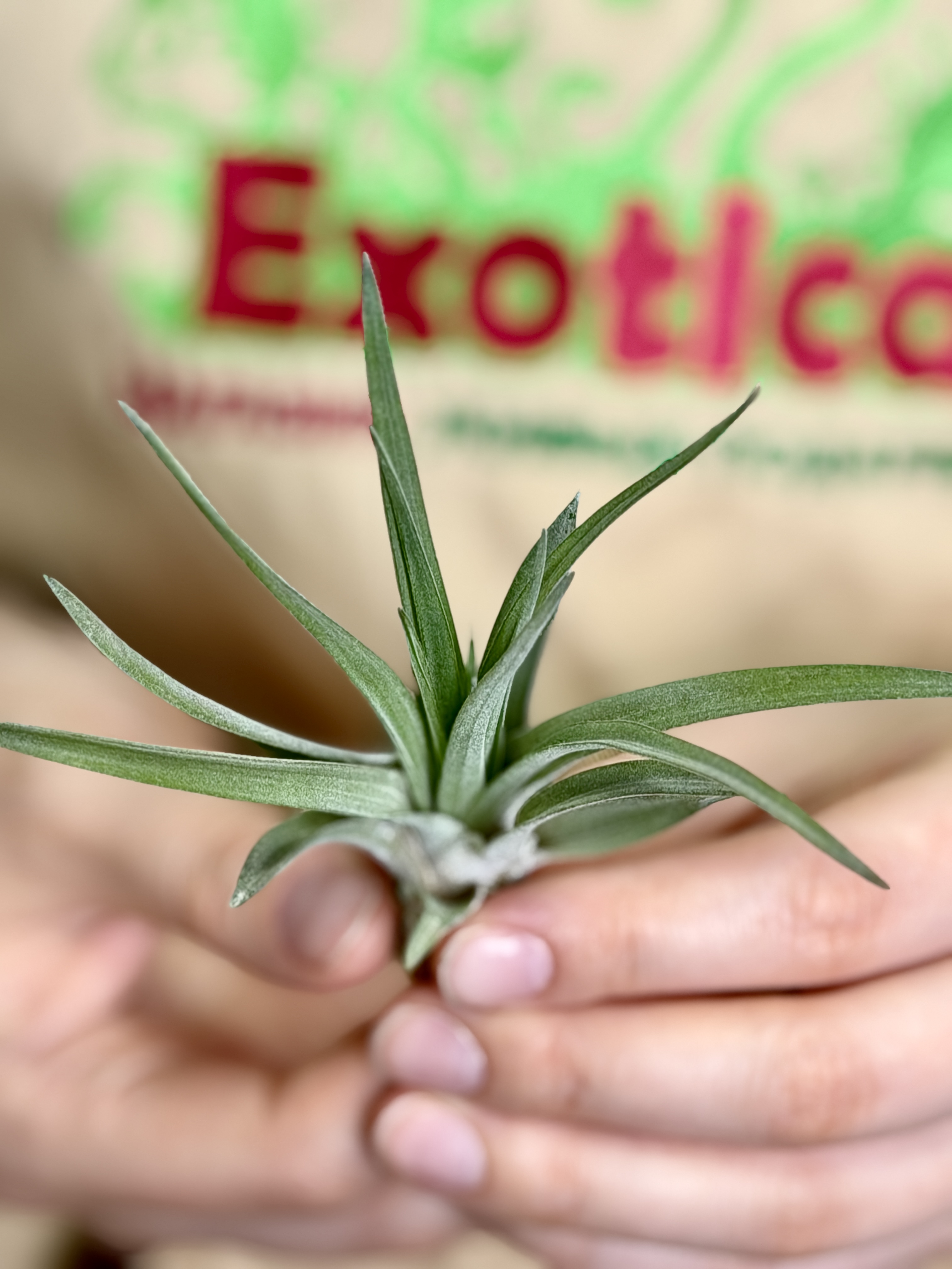 Тилландсия Велютина Мини (Tillandsia Velutina Mini)