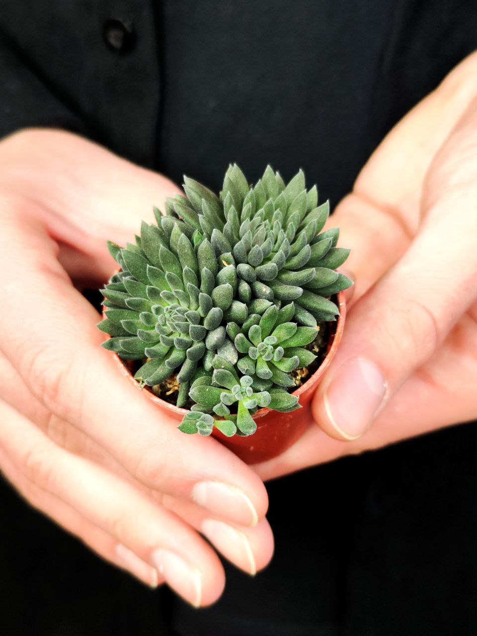 Синокрассула Юннаньская (Sinocrassula Yunnanensis) D5см