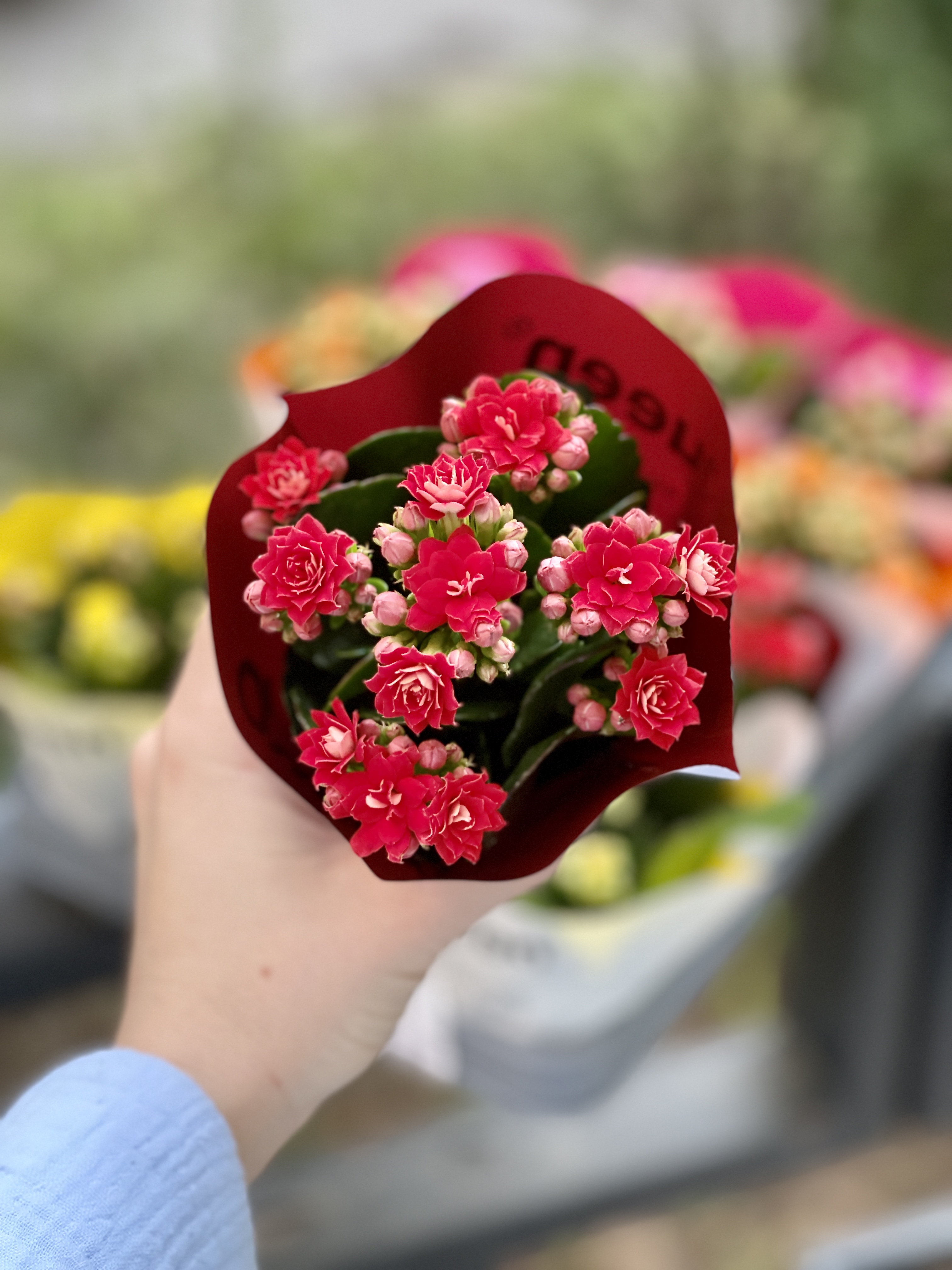 Каланхоэ Розалина Красная (Kalanchoe Rosalina Red) D6см