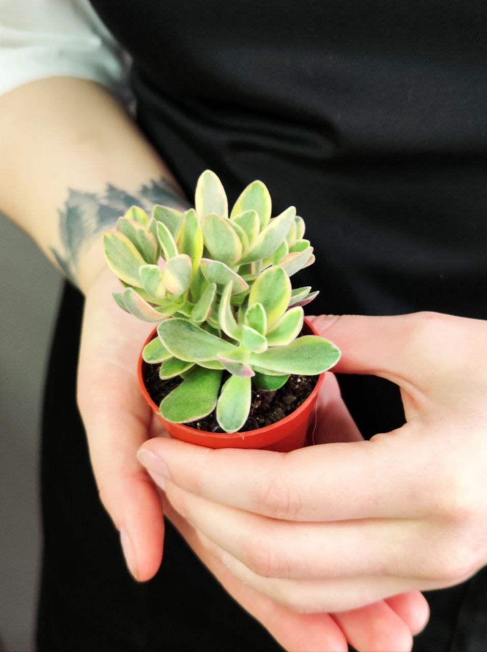 Крассула Овата Аргенти (Crassula Argentea) D5см