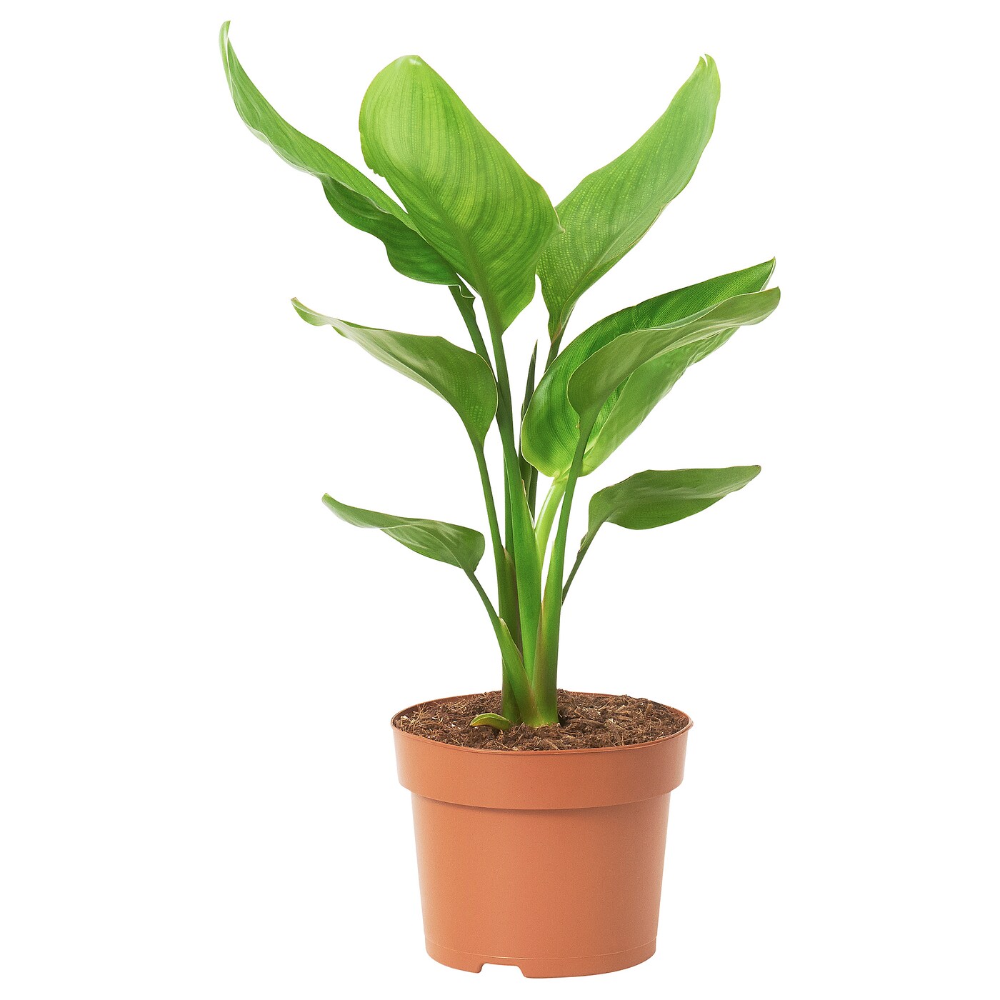 Стрелиция Регина (Strelitzia Reginea) D12см