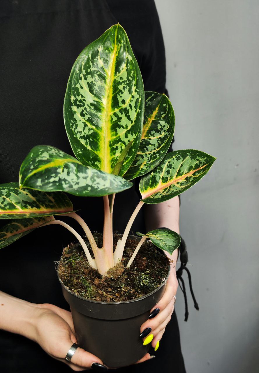Аглаонема Оранж Флейм (Aglaonema Orange Flame) D12см