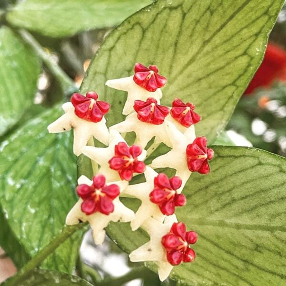 Хойя Полинейра (Hoya Polyneura) D10см