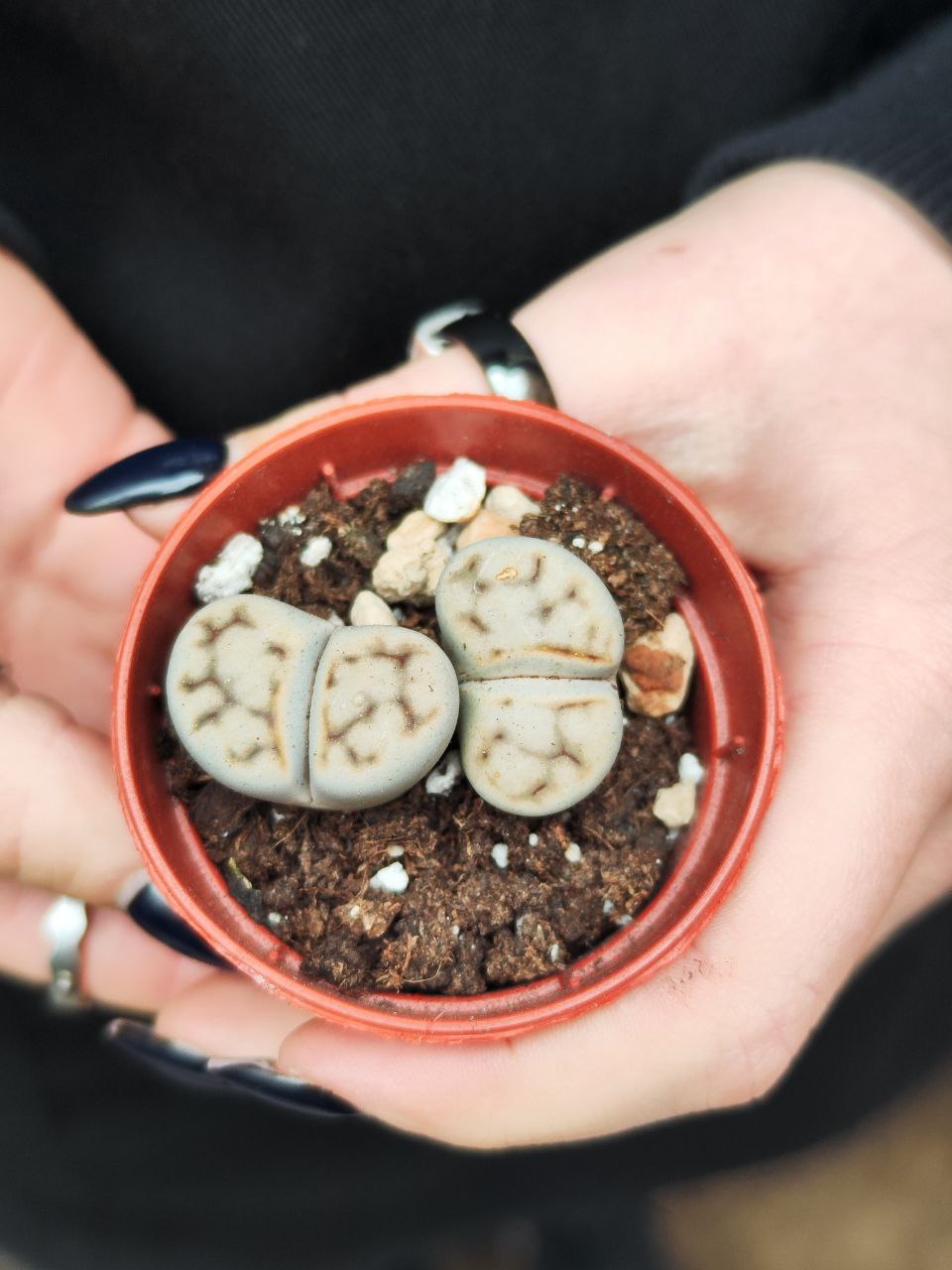 Литопсы Парочка (Lithops Duo) D5см