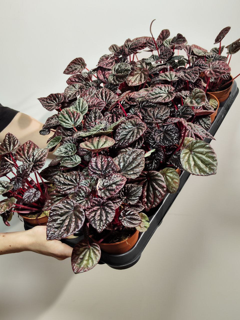 Пеперомия Каперата Ред Луна (Peperomia Caperata Luna Red) D8см