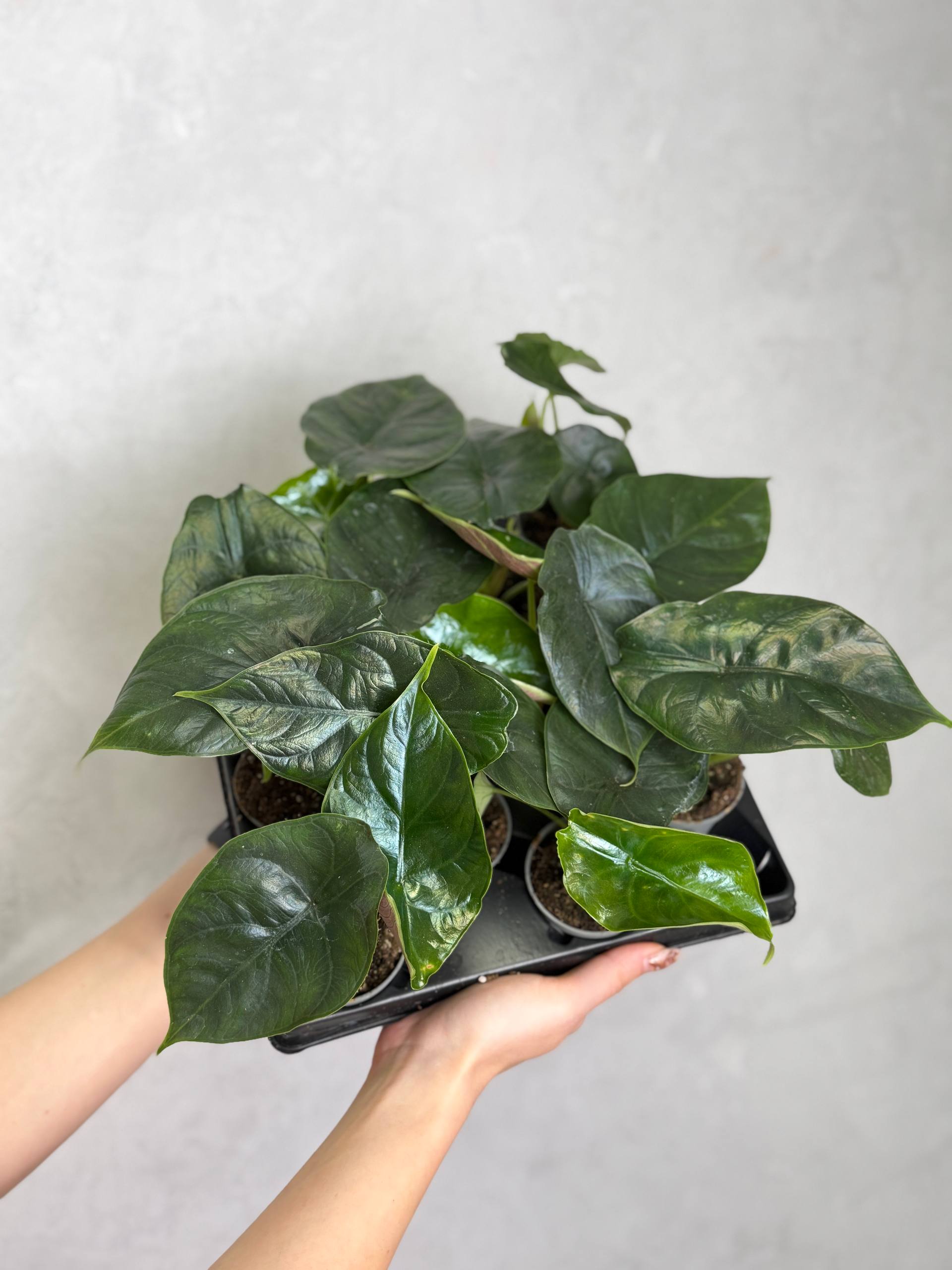 Алоказия Грин Юникорн, или Зеленый Единорог (Alocasia Green Unicorn) D6см