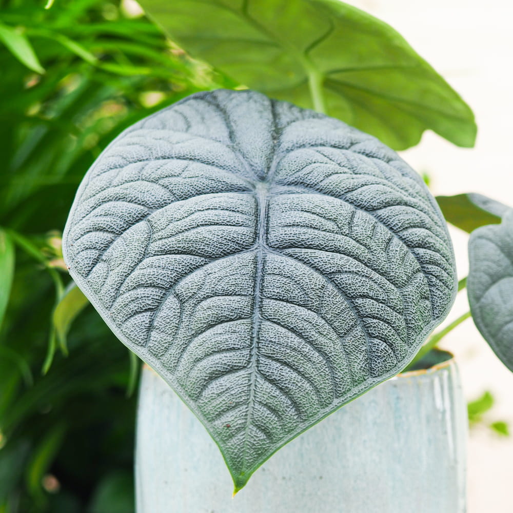 Алоказия Мело (Alocasia Melo) D6см