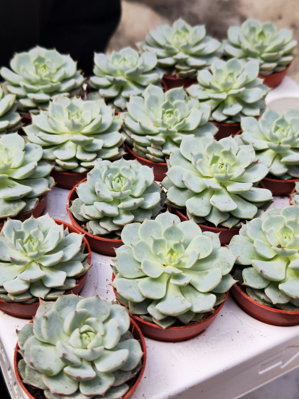 Эхеверия Деренберга Блю (Echeveria Derenbergii Blue) D5см
