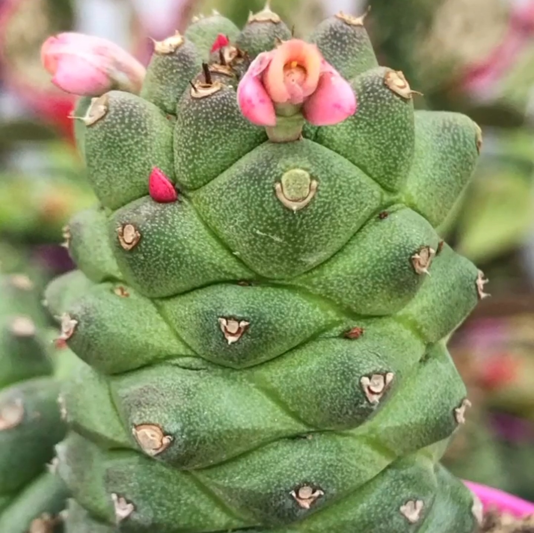 Эуфорбия (Молочай) Ричи, или Монадениум Ричи (Euphorbia Ritchiei) D6см